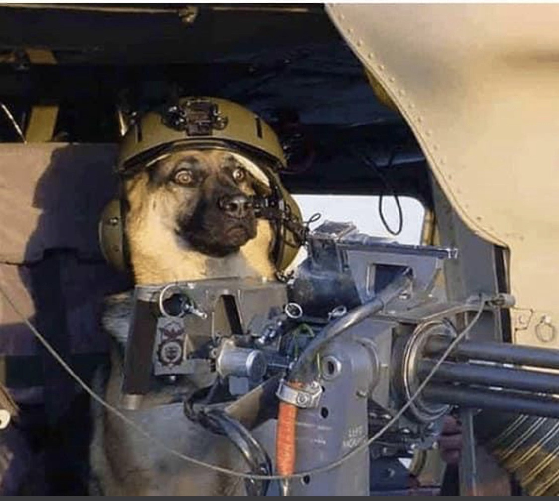 When Your Dog Witnesses Something Wild