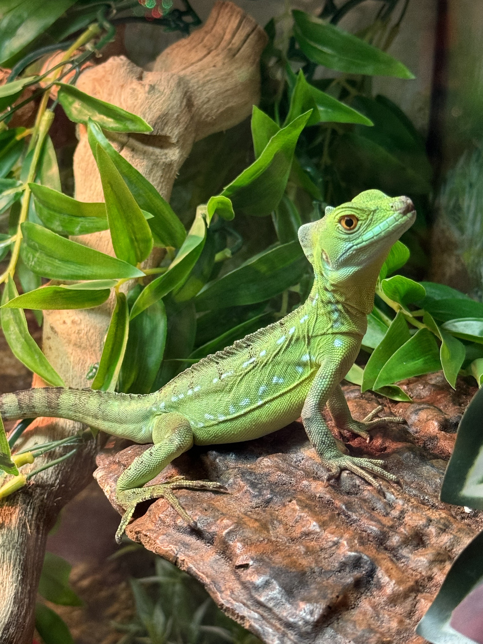 Help me come up with a name for this little guy!