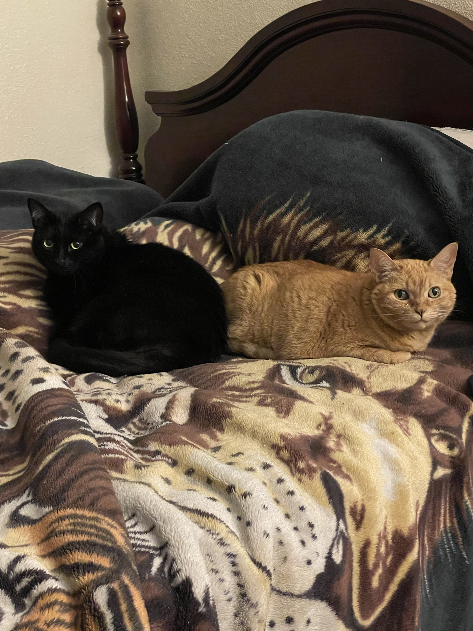 It's Not Saturday, But Here Are Some Cute Cats!