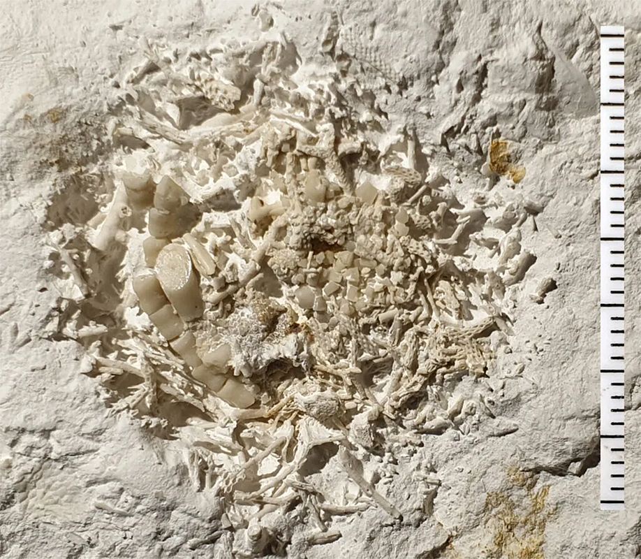 Incredible Discovery: 66-Million-Year-Old Vomit Found by Amateur Fossil Hunter in Denmark