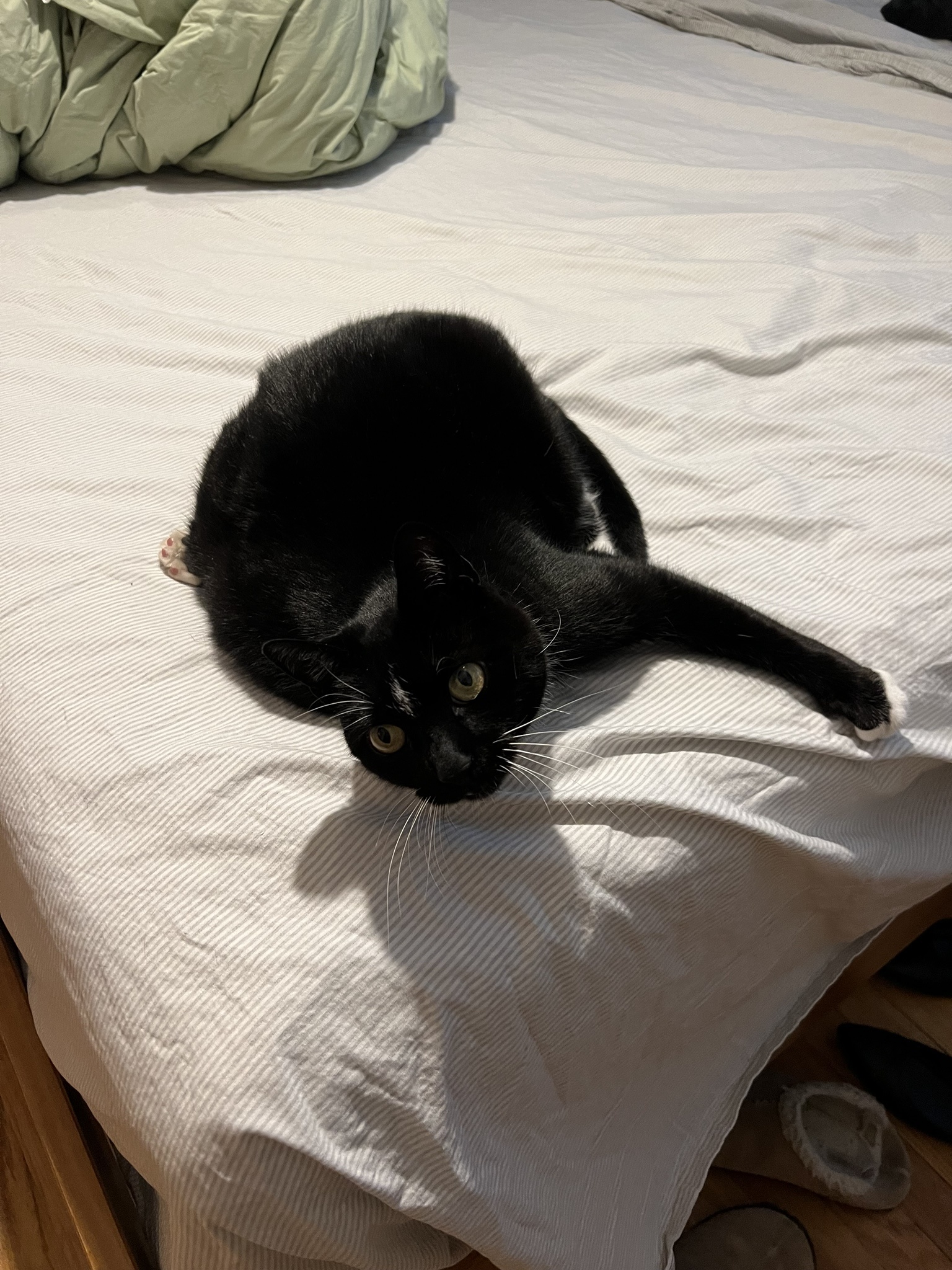 The Purr-fect Cat Moment