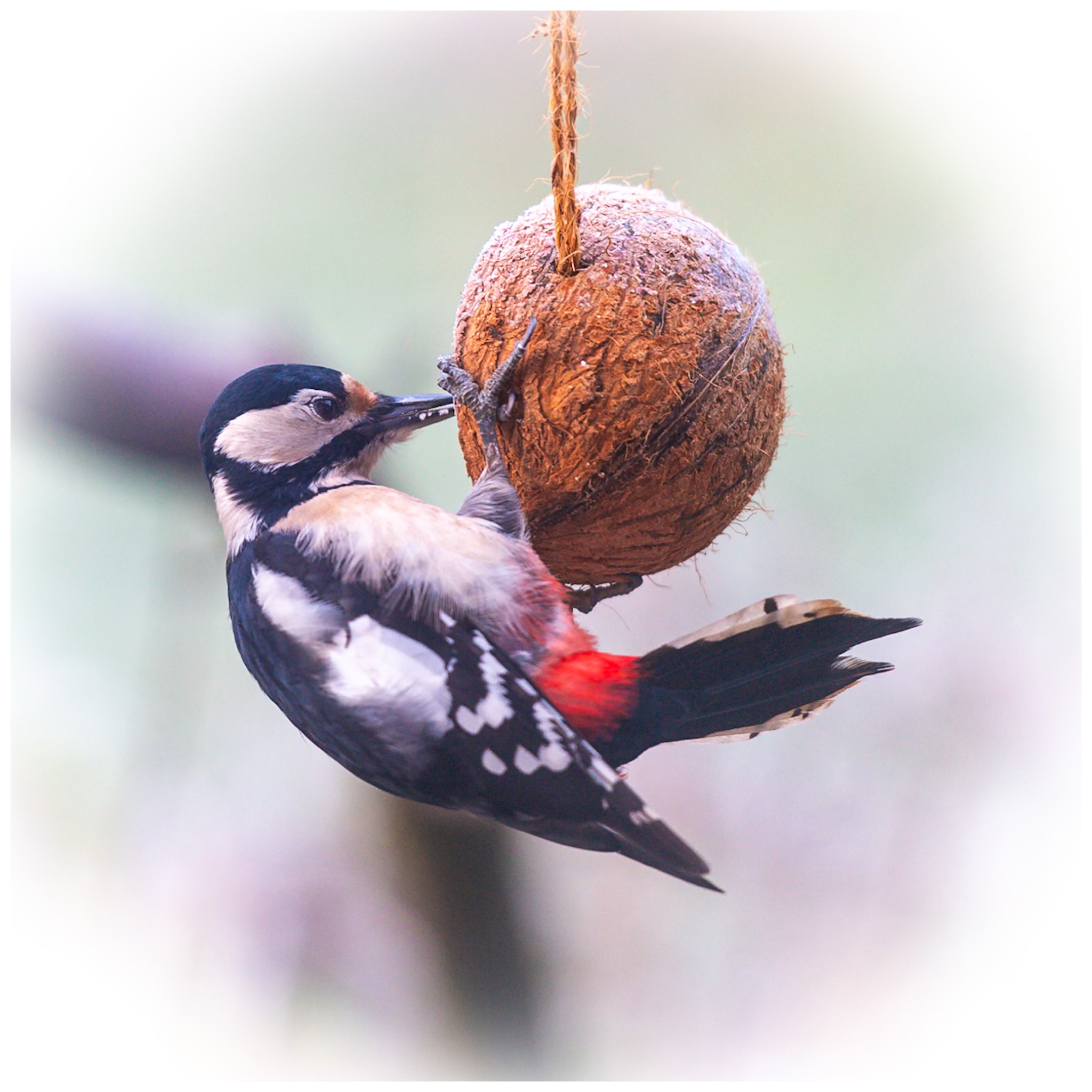 Meet Some of the Feathered Friends in My Garden