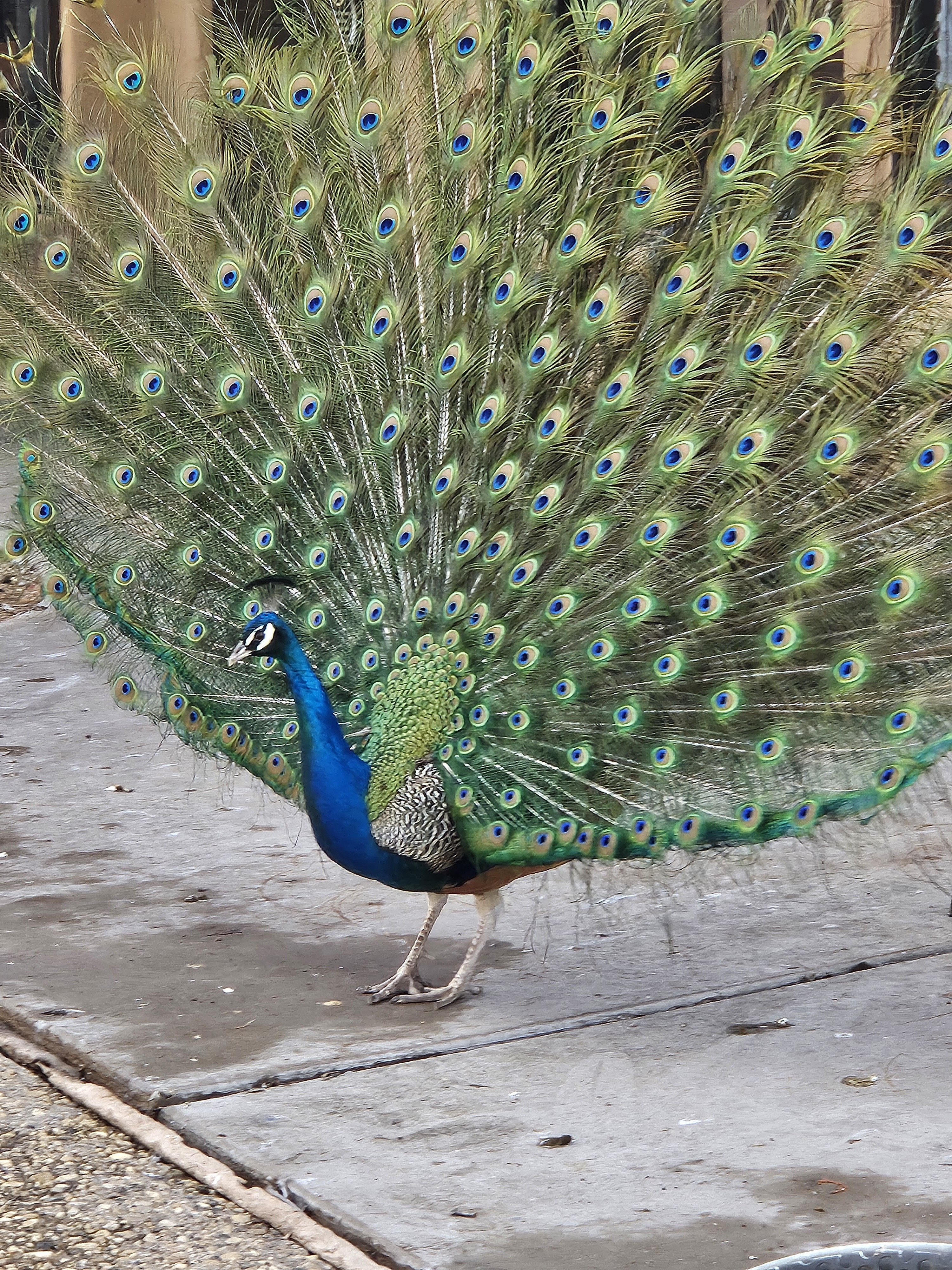 Behold the Majestic Peacock!