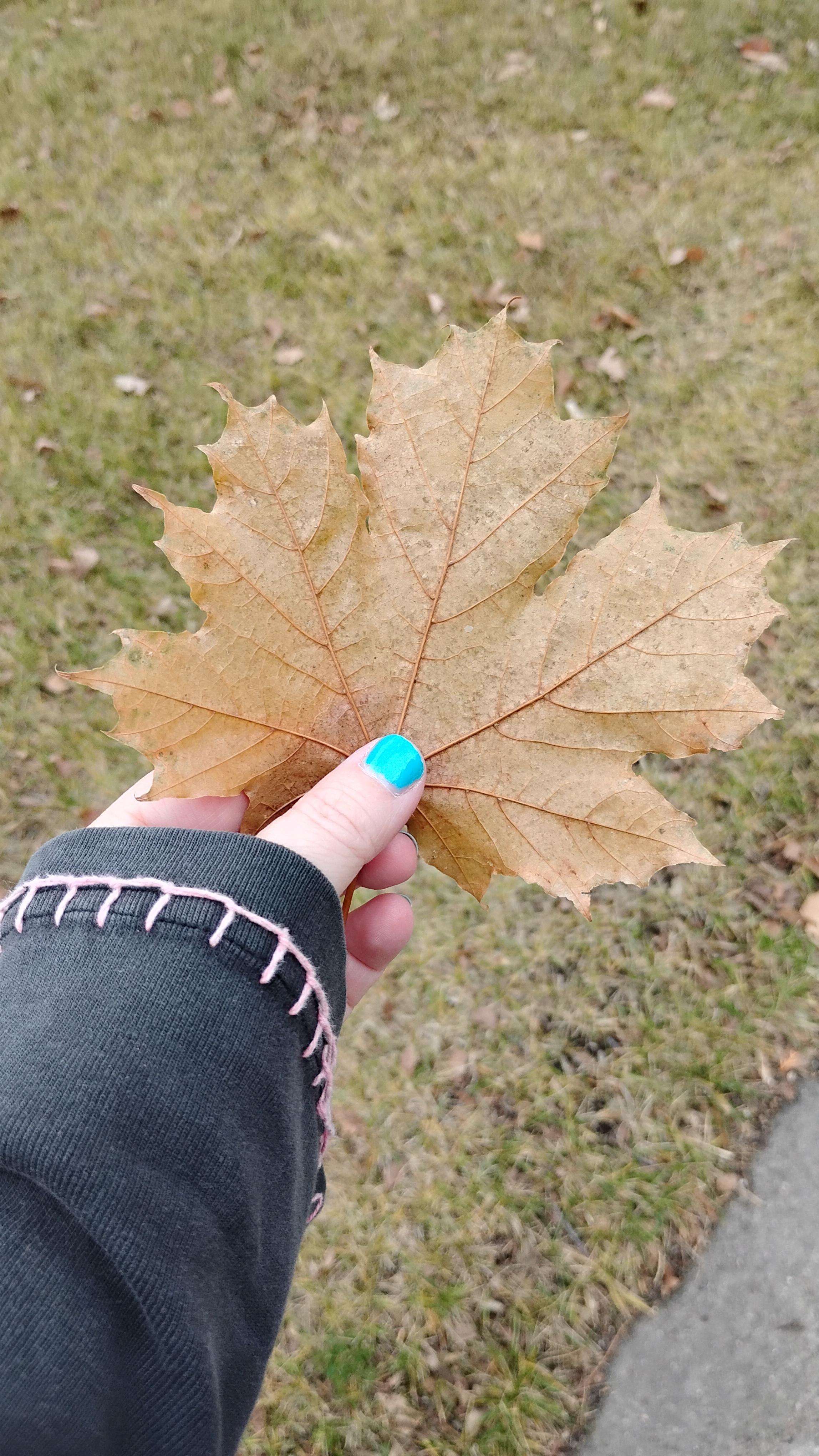 The Leaf Chronicles: Here We Go Again