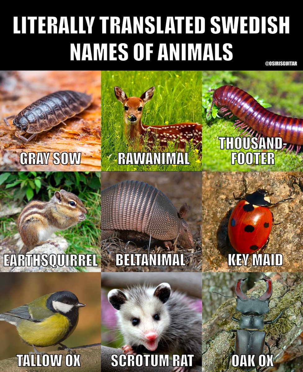 Hilariously Literal Translations of Swedish Names
