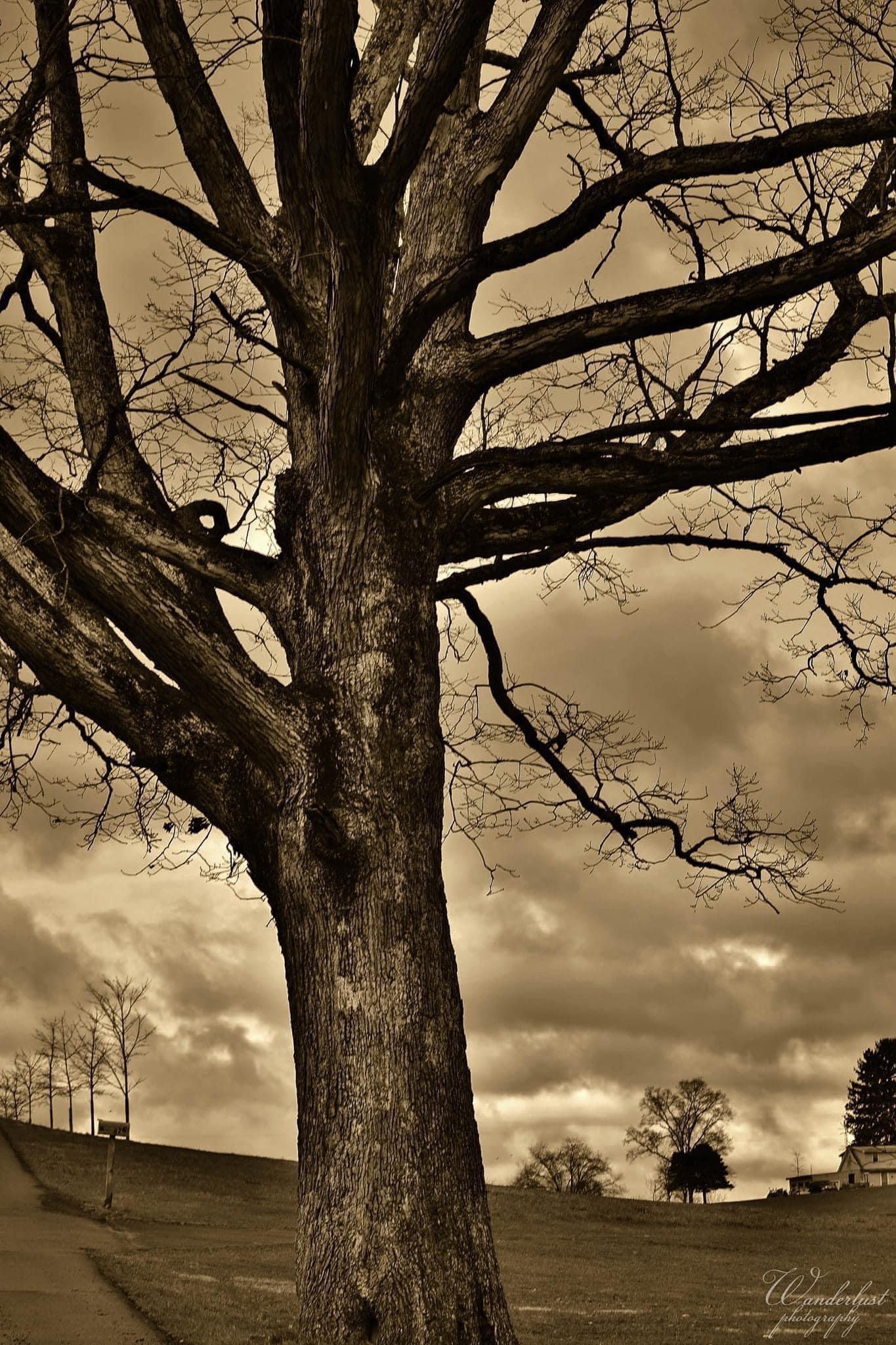 Nature's Majesty: A Stunning Tree in Focus