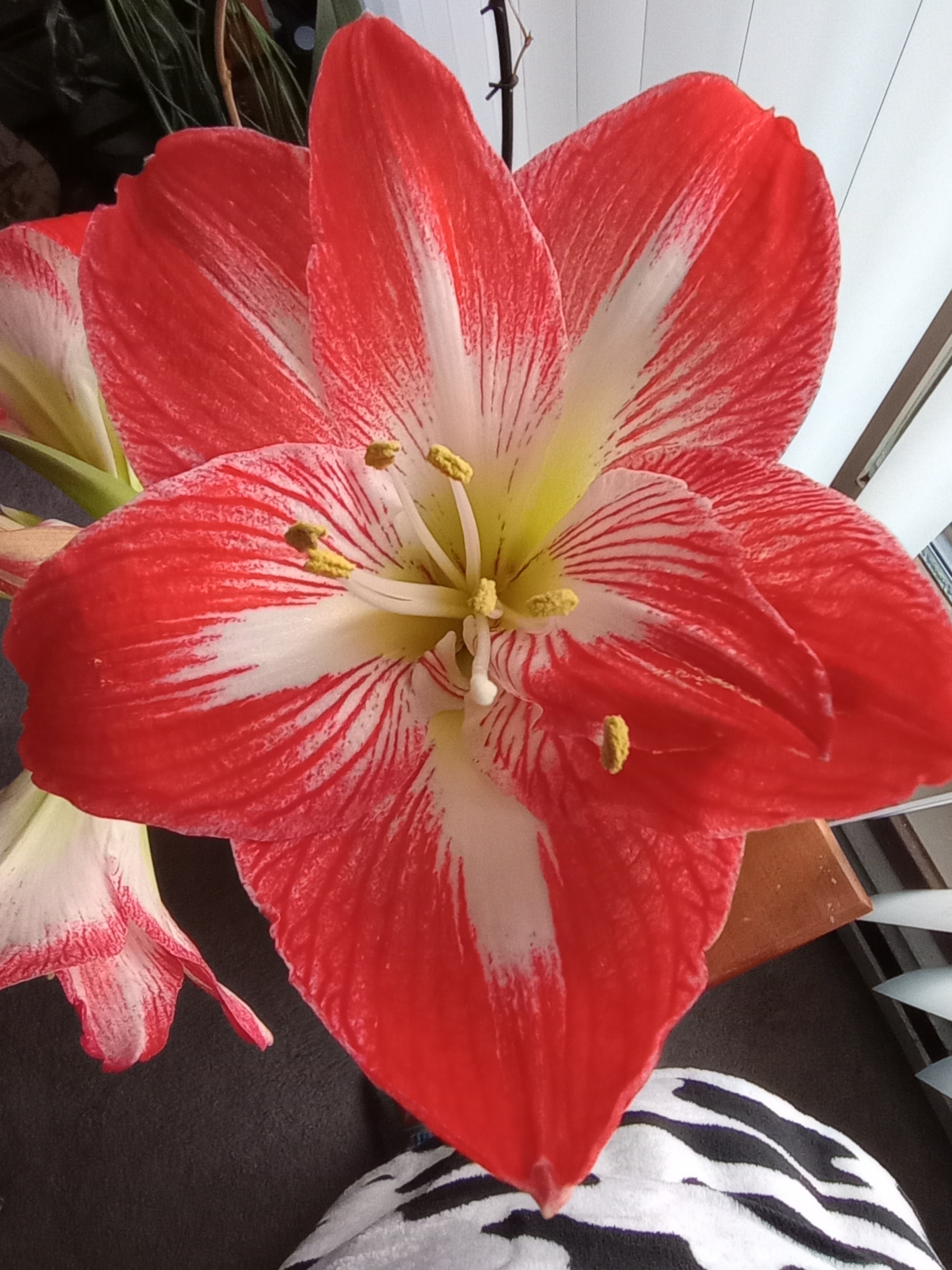 A Beautiful Blend of Amaryllis, Violets, and Poe with an Adorable Calf