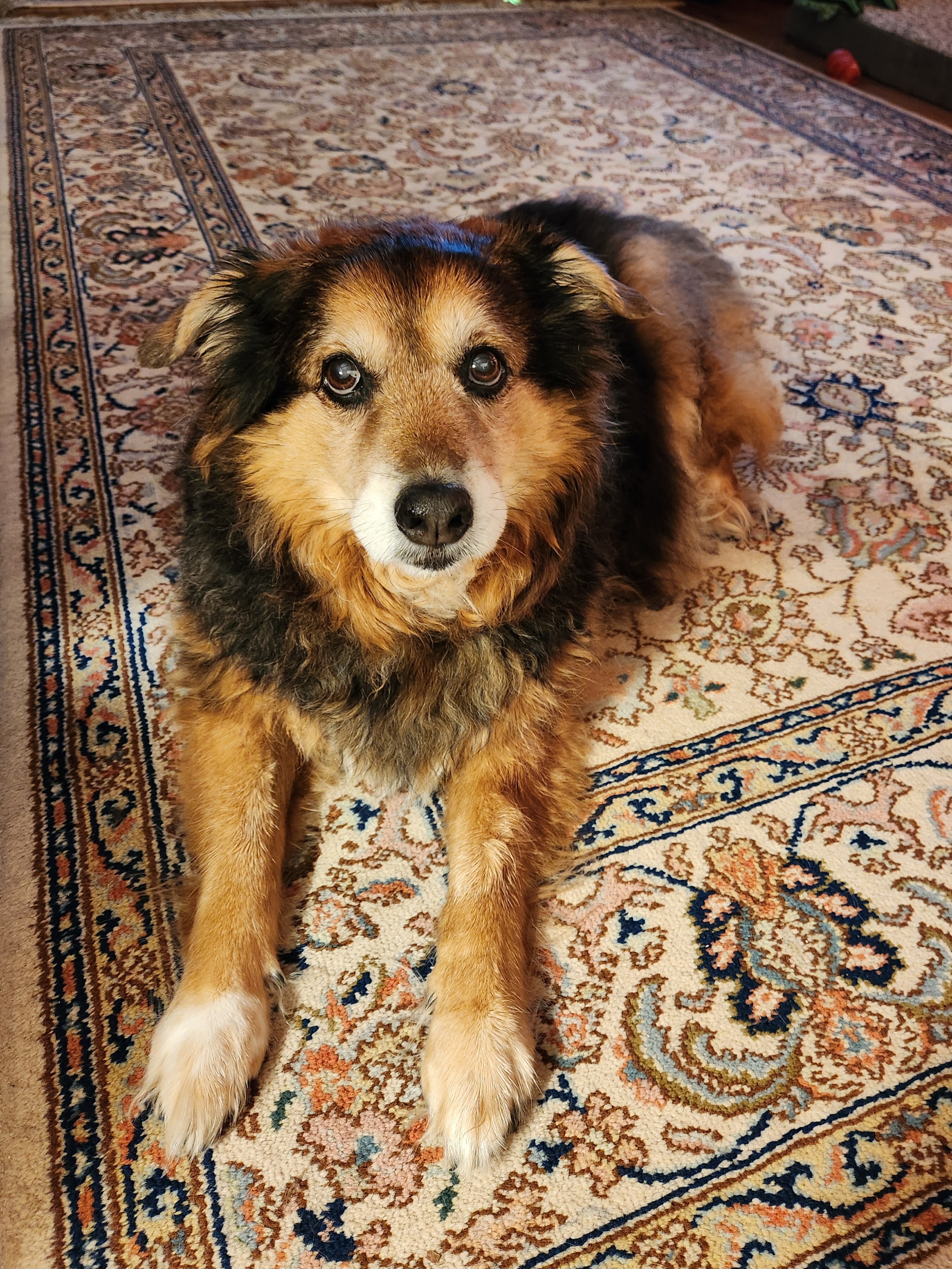 Daily Peanut the Dog Update - Day 1574