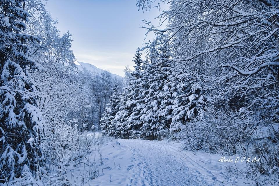 A Winter Wonderland: Embracing the Snow