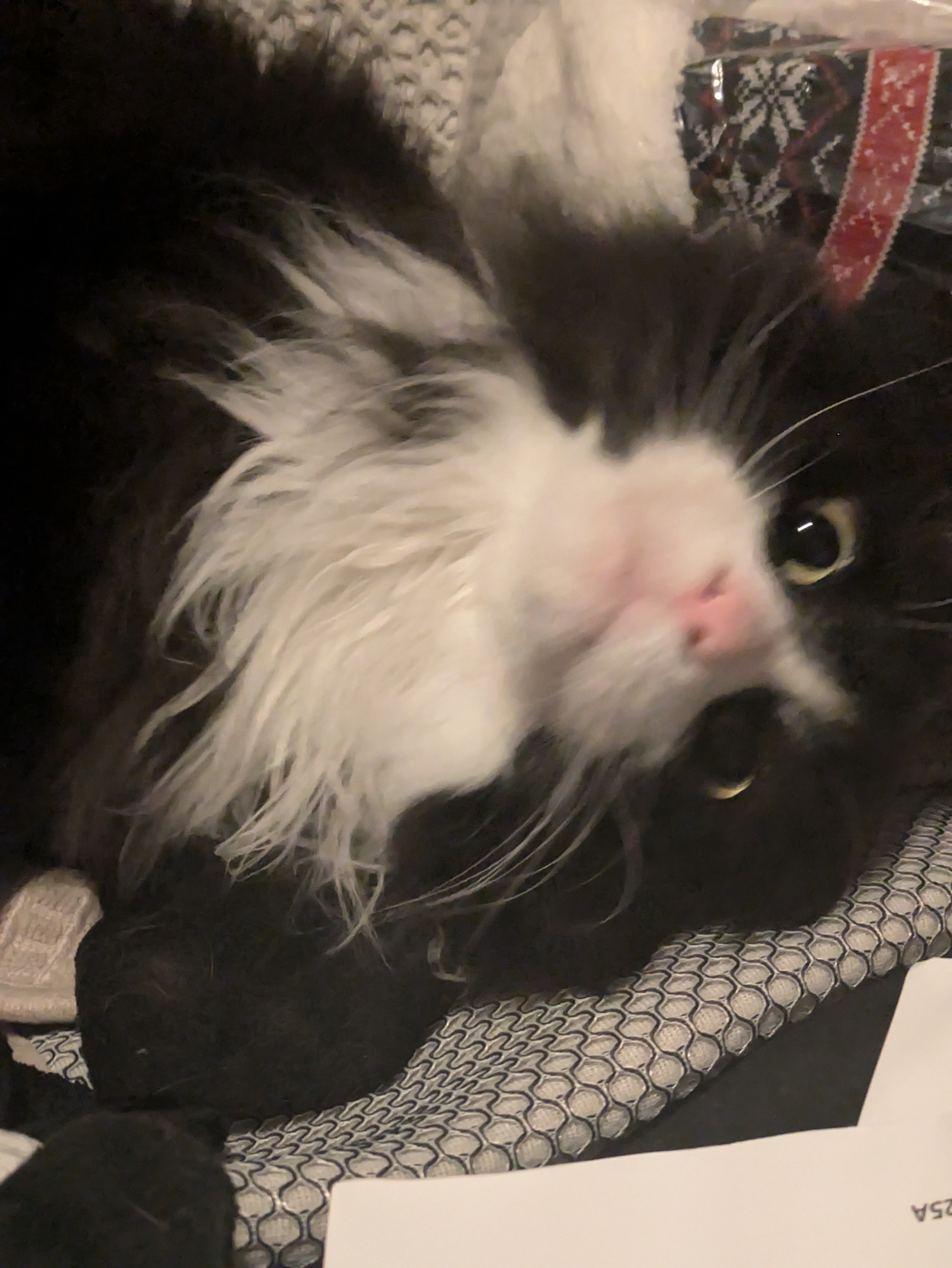 KIT E's Jump Scare Surprise!