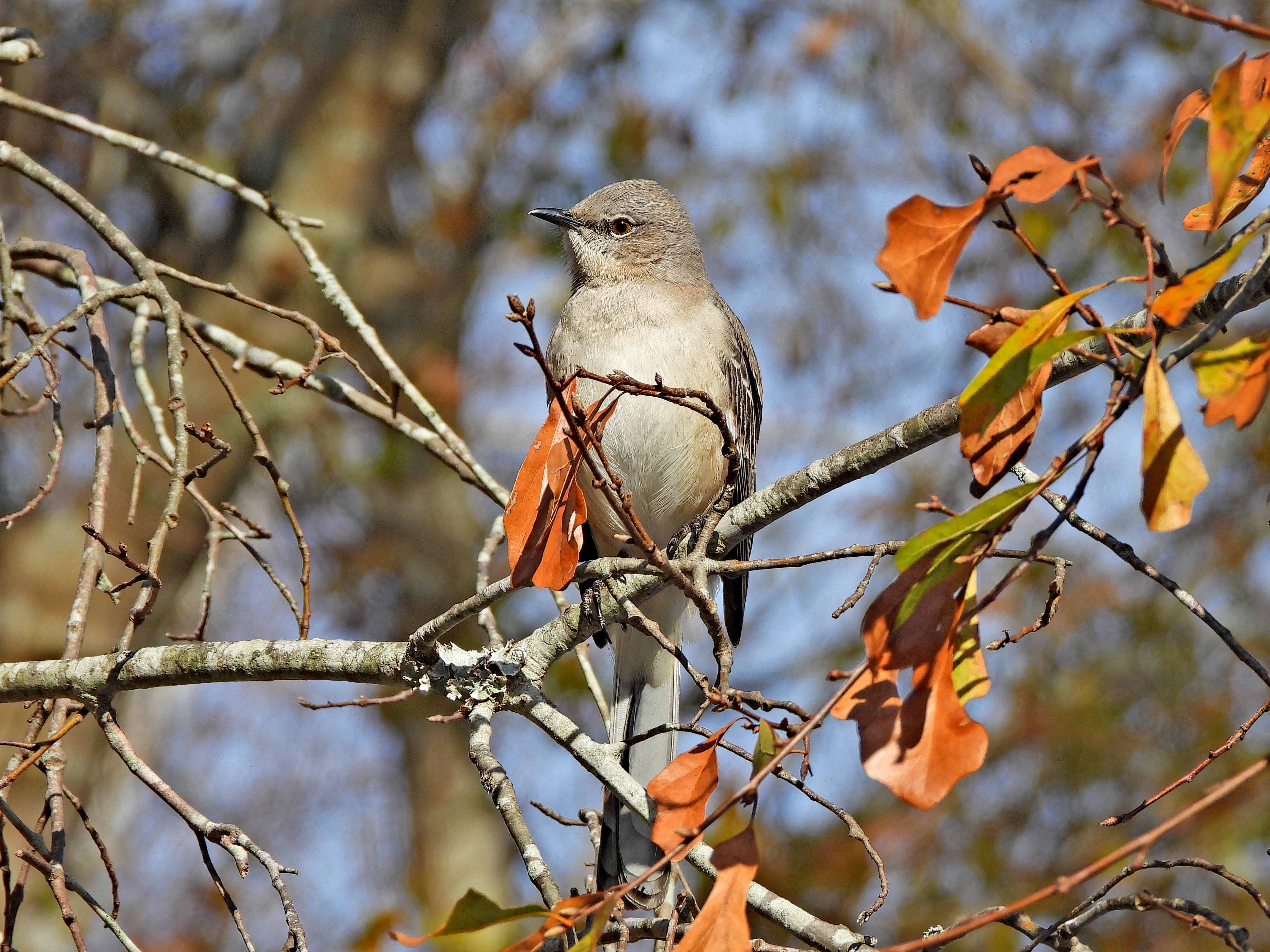 Meet the Mocking Bird from Summerville, South Carolina, USA.