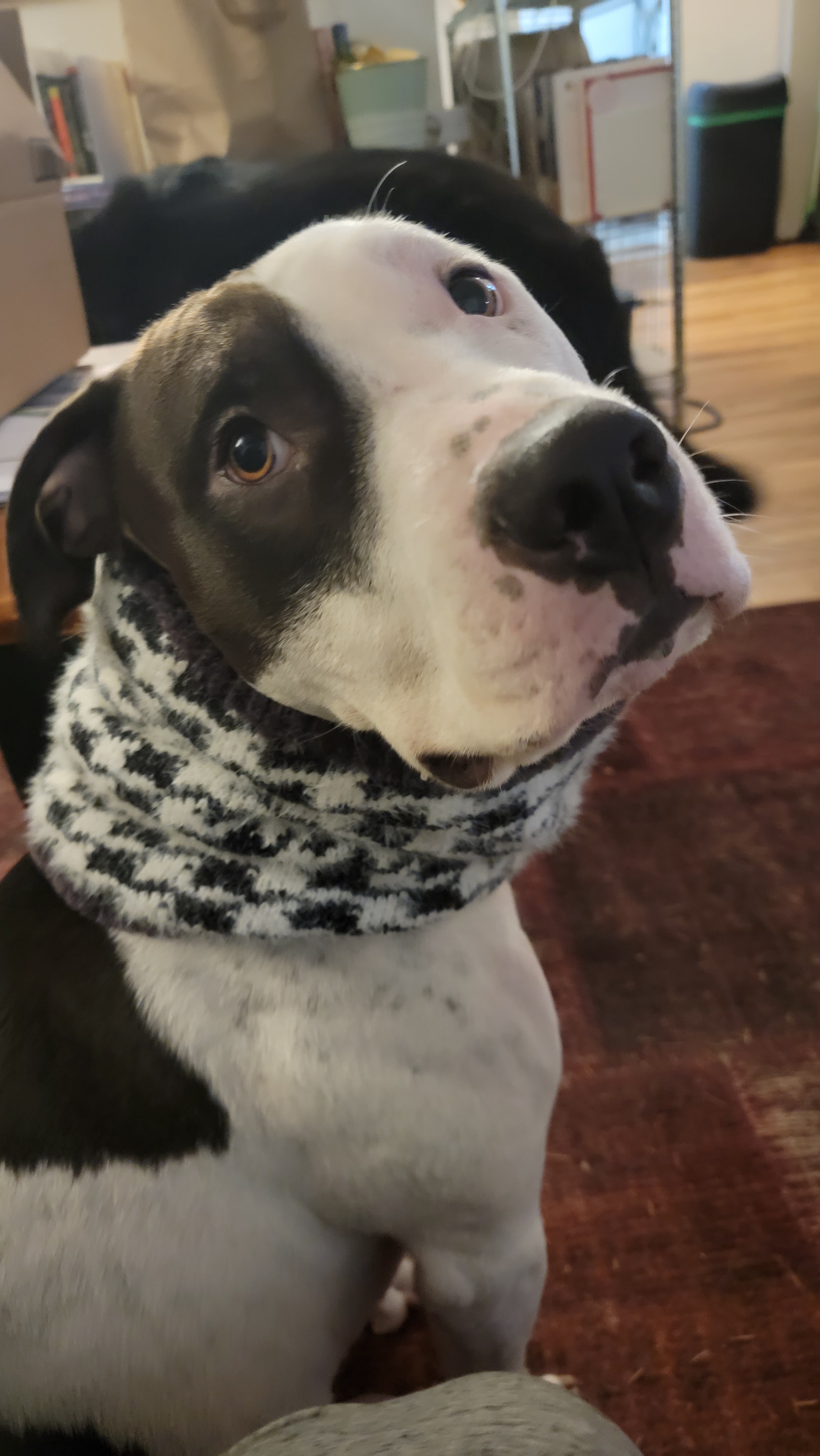 My Dog Rocking a Scarf Designed for Humans