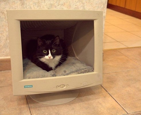 Meet Today's Adorable Cat