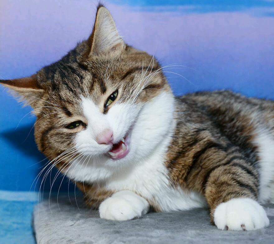 Sassy Cat Takes a Stand