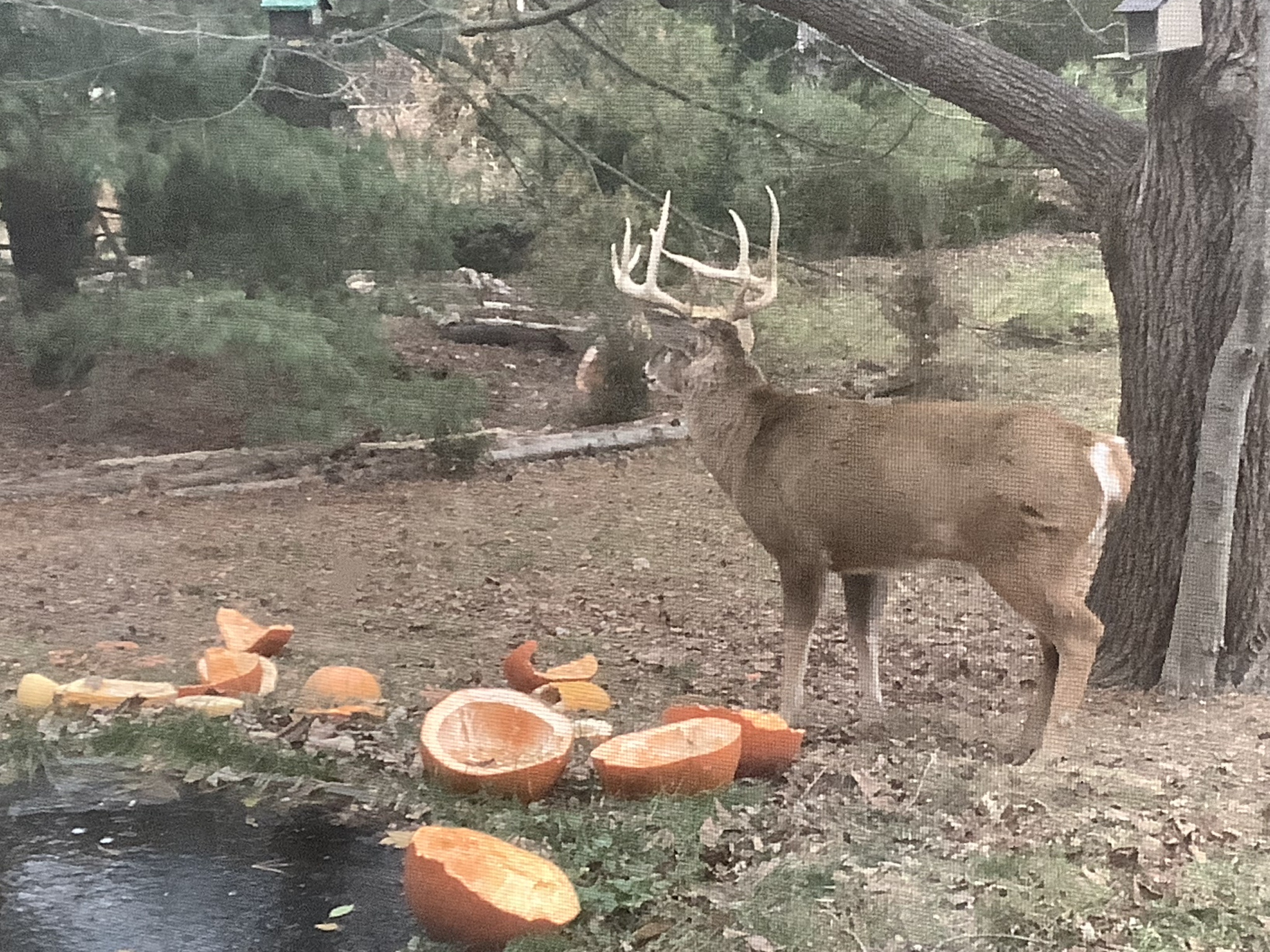 The Mysterious Buck: 12-2-24
