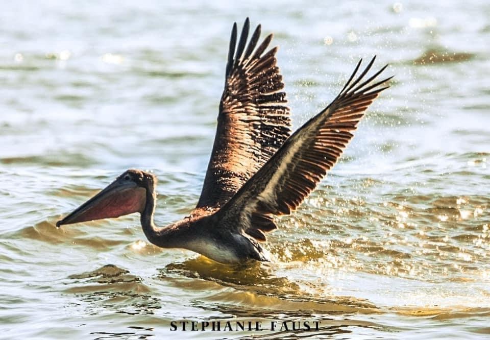 Pelican Posing for the Perfect Shot