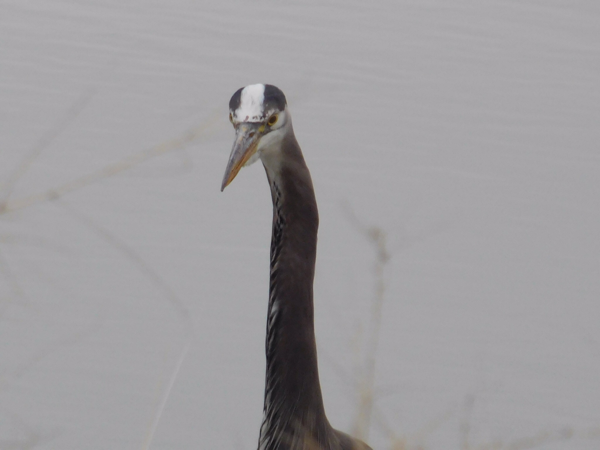 Captivating Close-Up of a Blue Heron