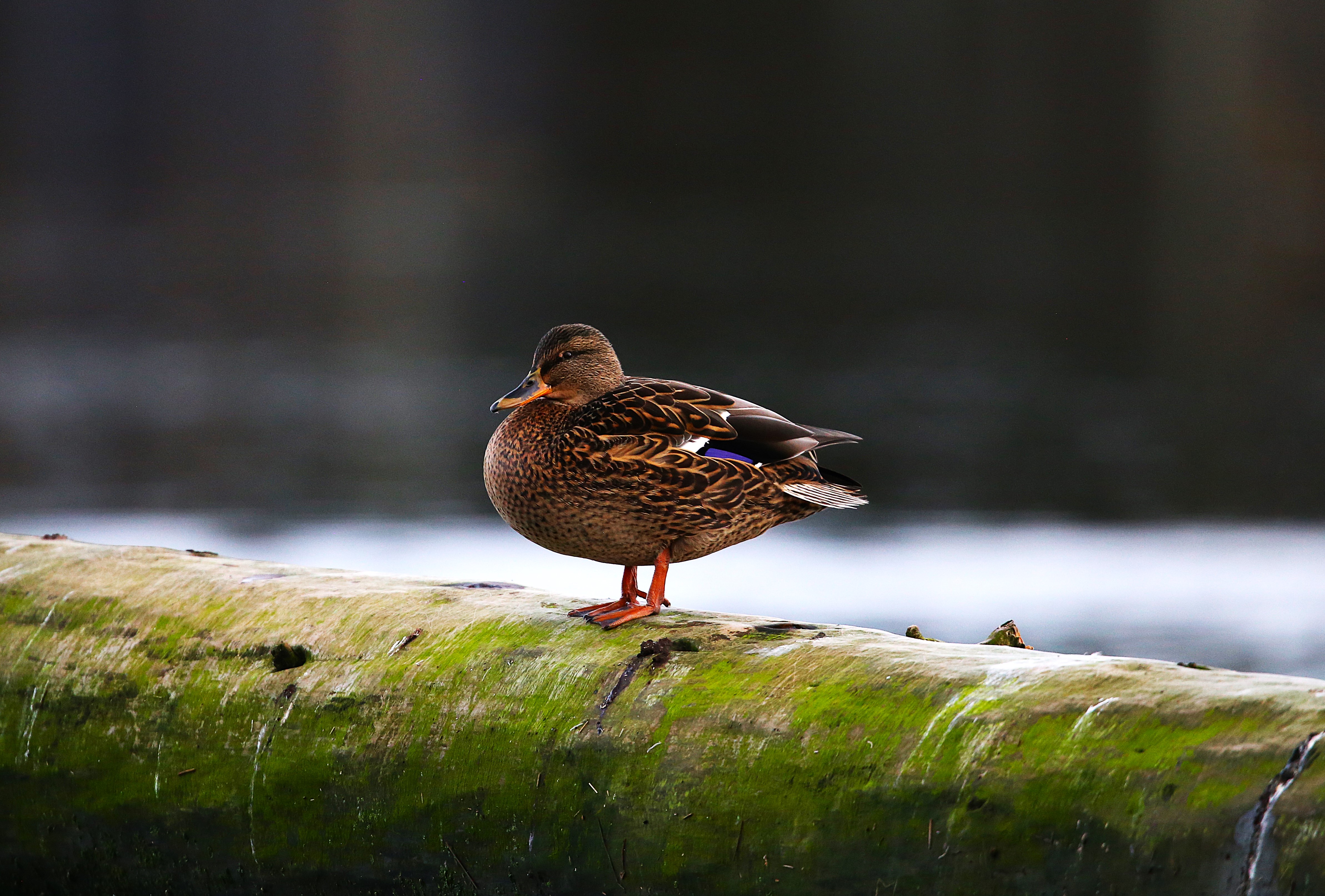 Greetings, Mr. Duck!