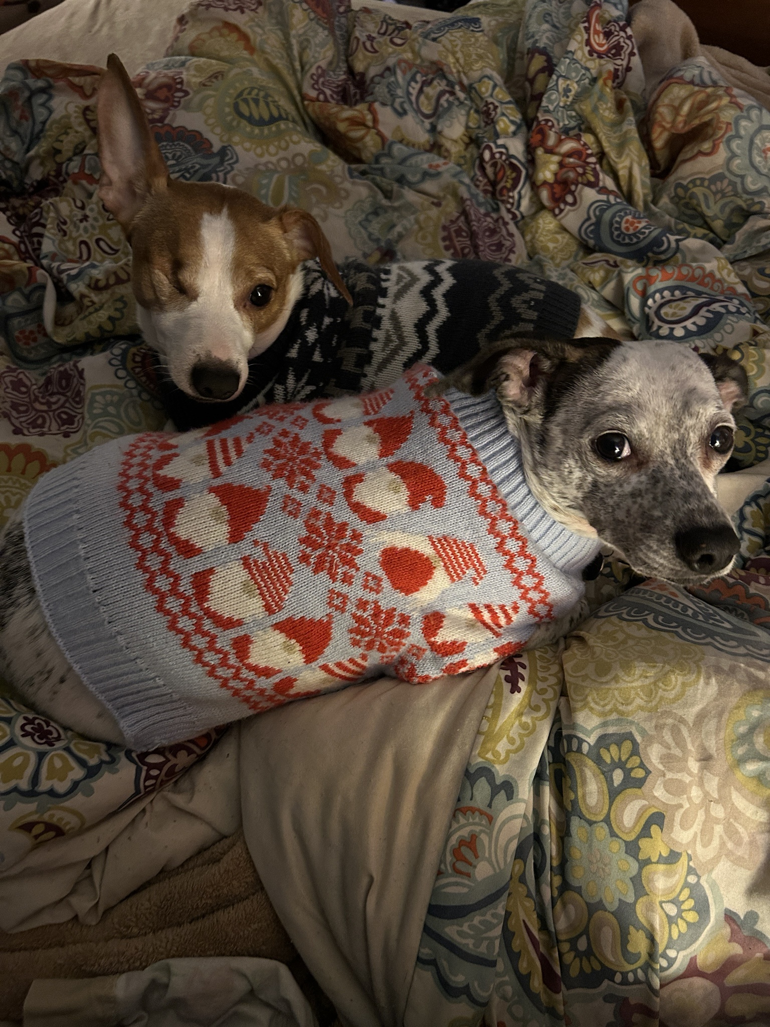 Adorable Sweater-Clad Dogs