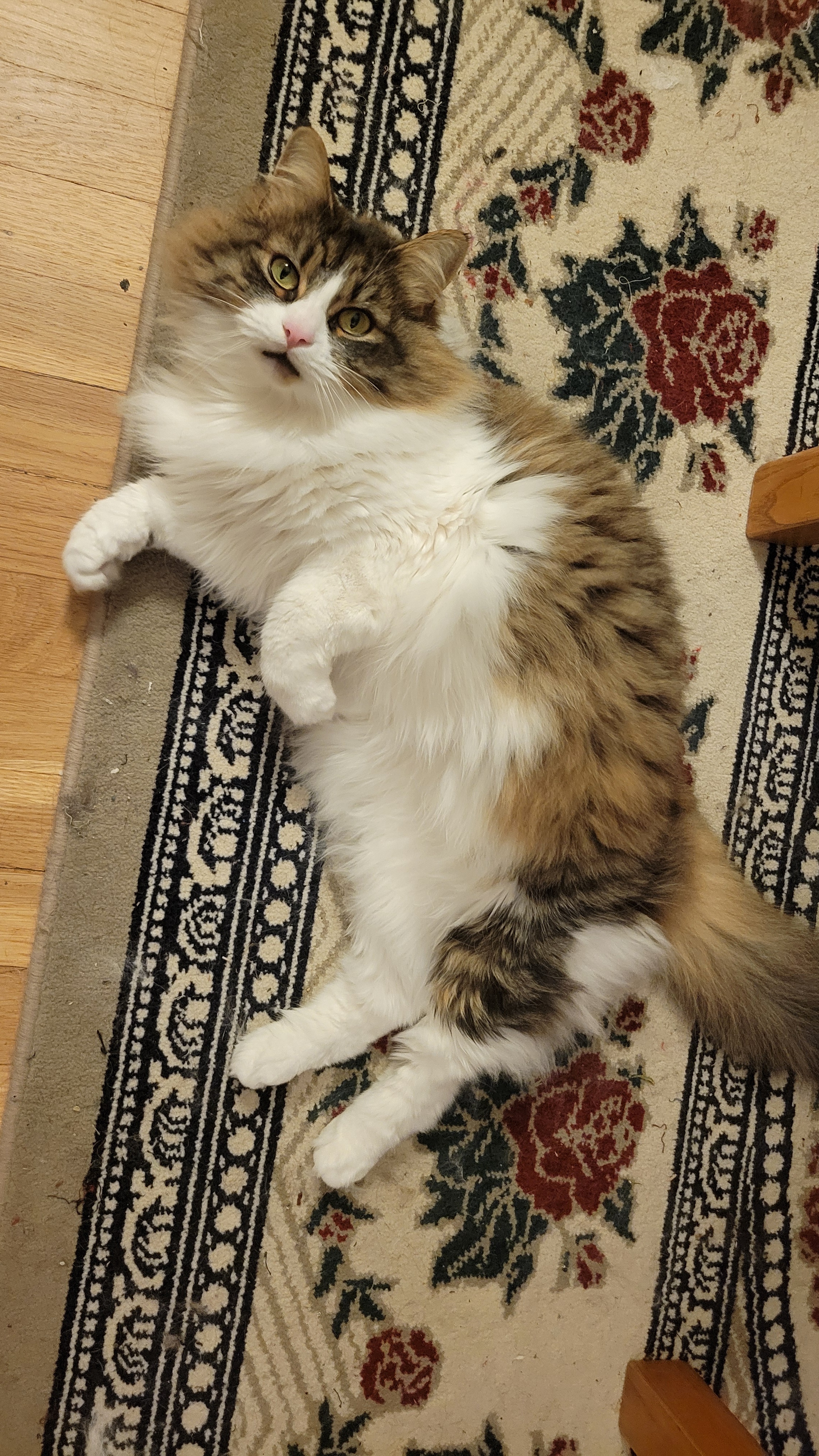 Caring for My Friend's Gorgeous Cat - She's a Real Beauty!