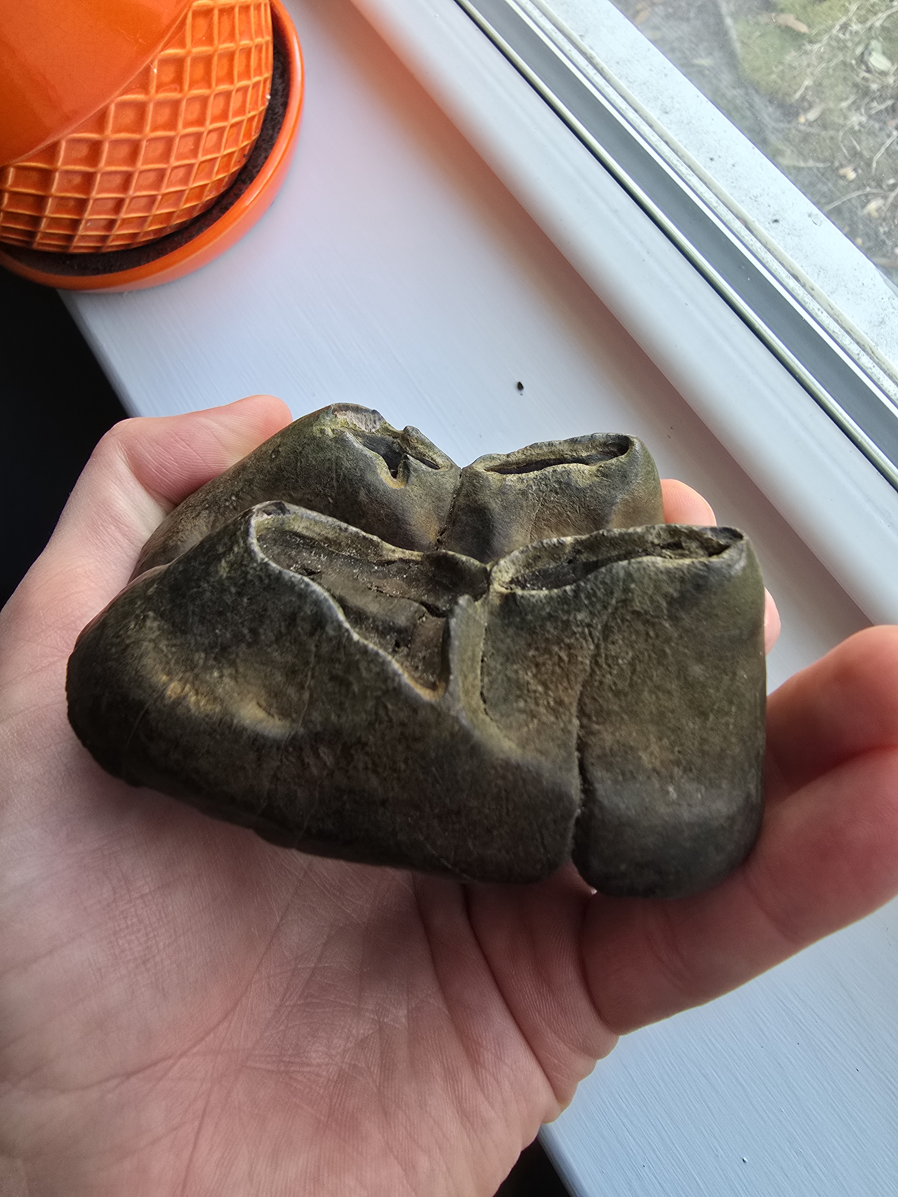 Is This a Fossil?