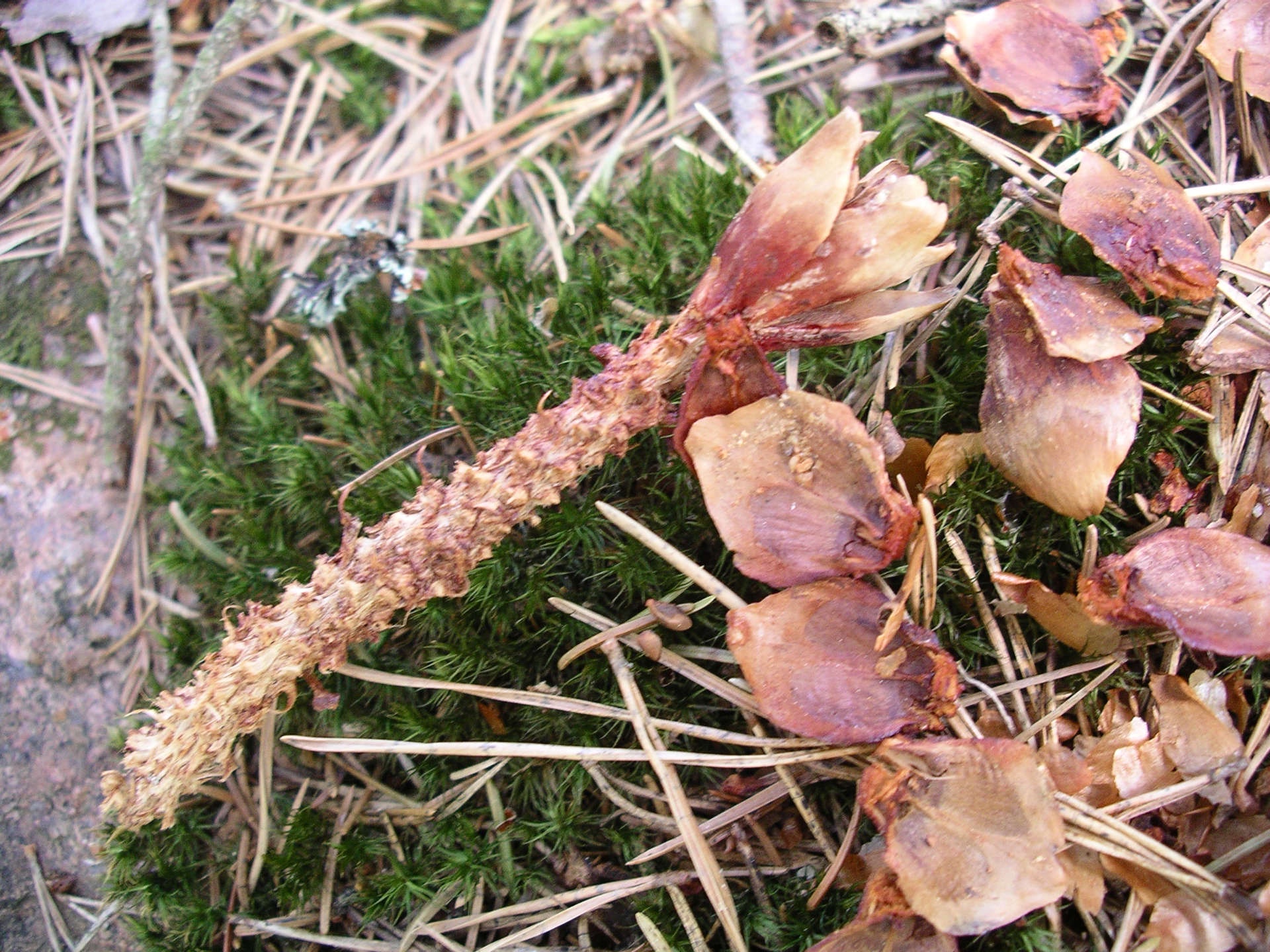 While Everyone Associates Squirrels with Acorns, Here's a Pinecone That's Been Nibbled by One!