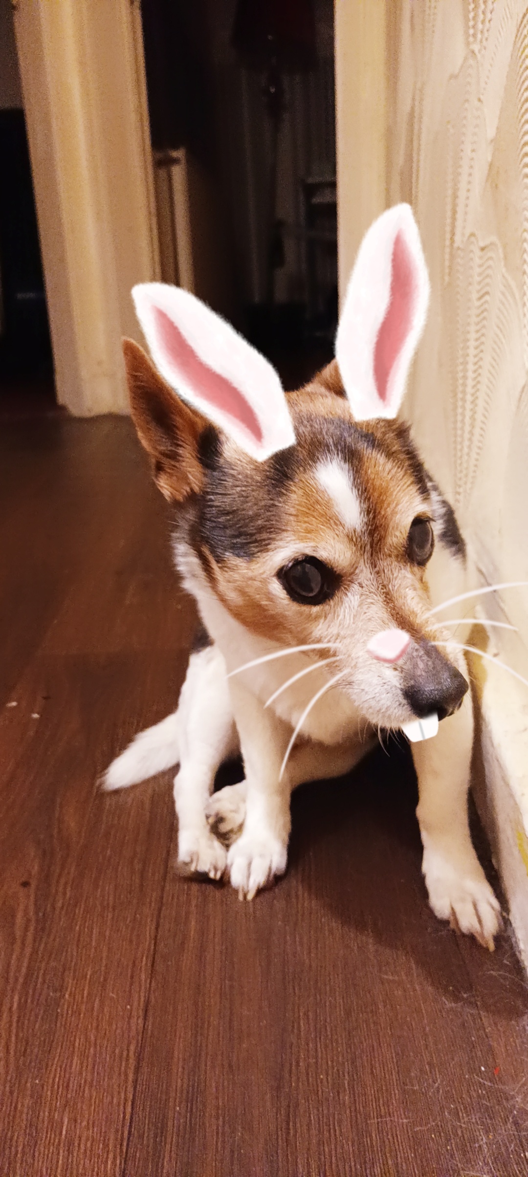 Meet Bob the Rabbit: The Cuddly Adventurer