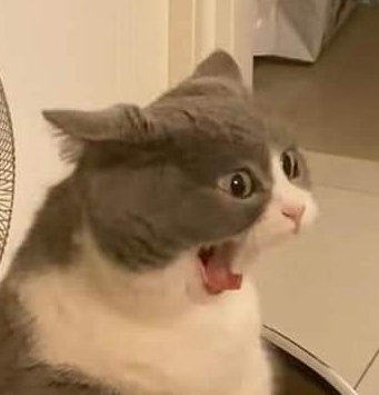 Cat's Hilarious Reaction: Version 1