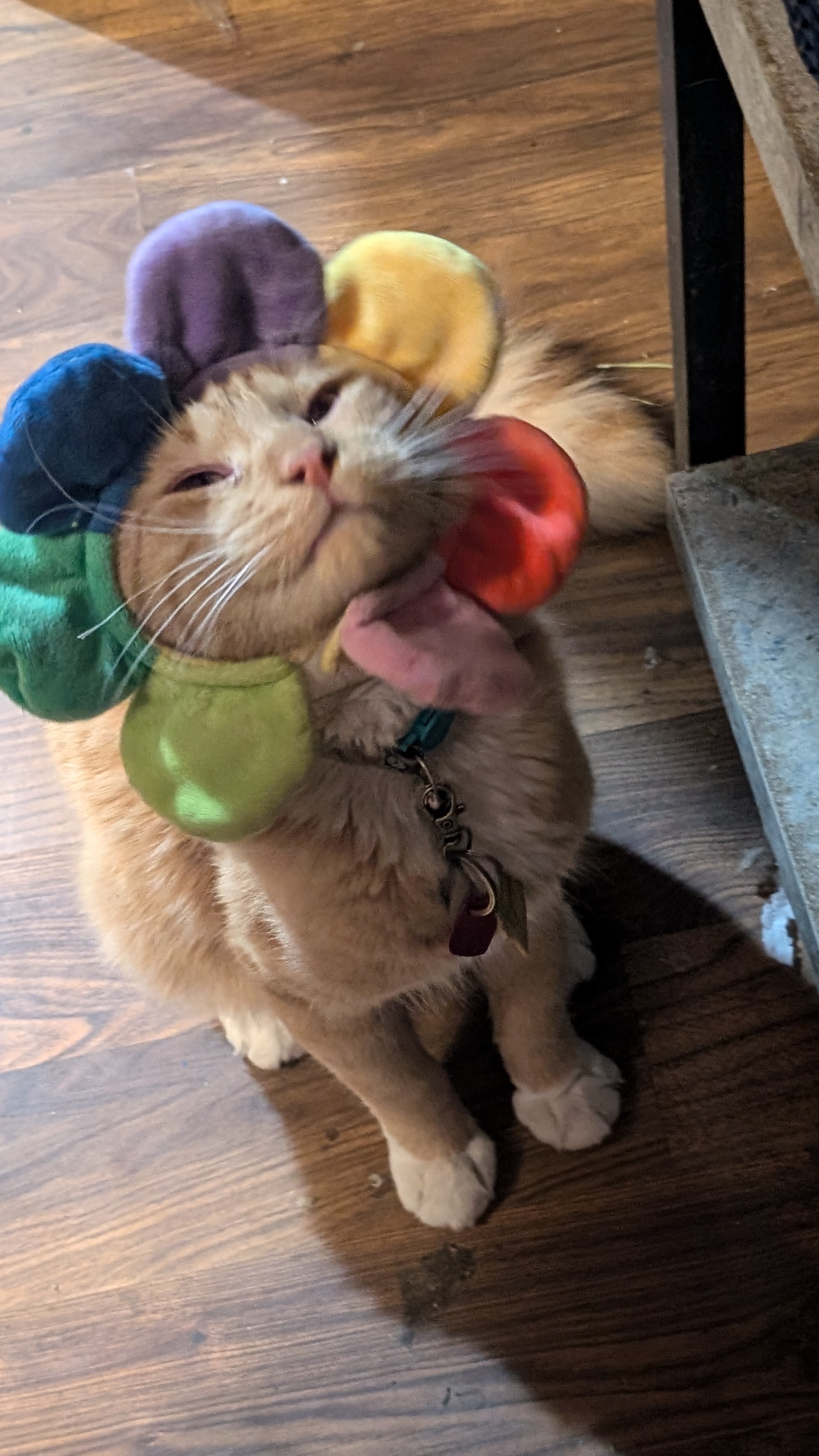 Riki sporting a stylish hat gifted by my sister.