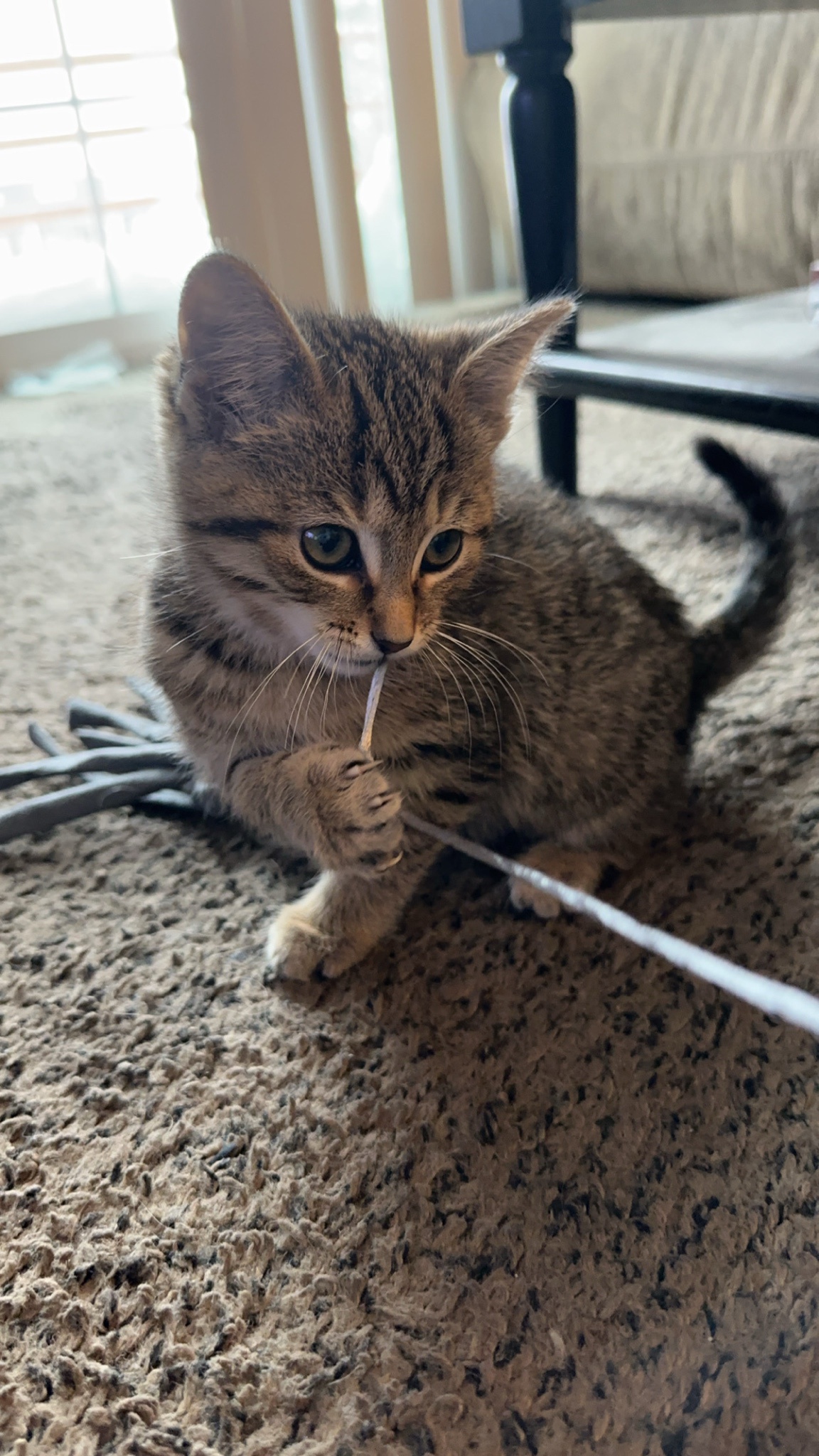 A Shoutout to Willow: The Star of the Show!