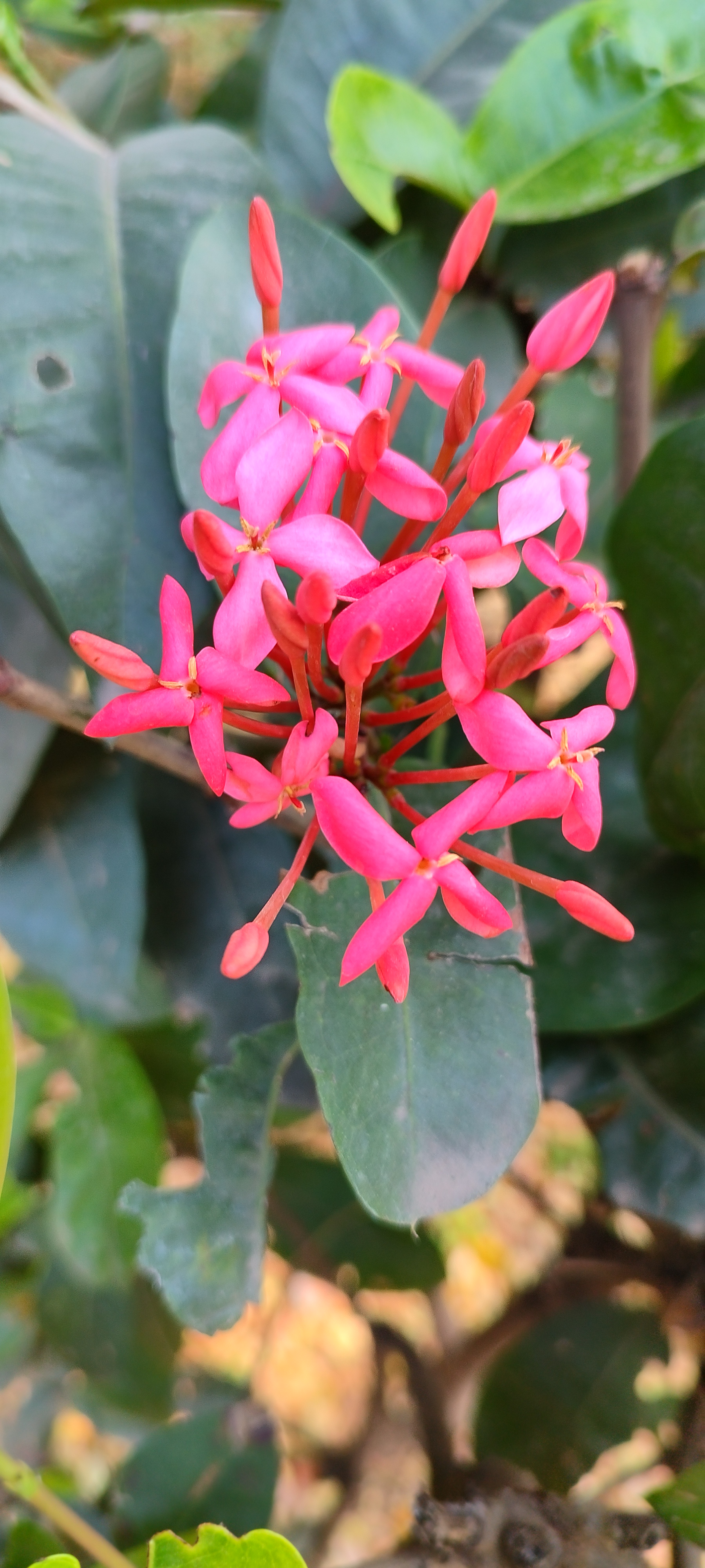 Beautiful Ixora Flowers in Bloom