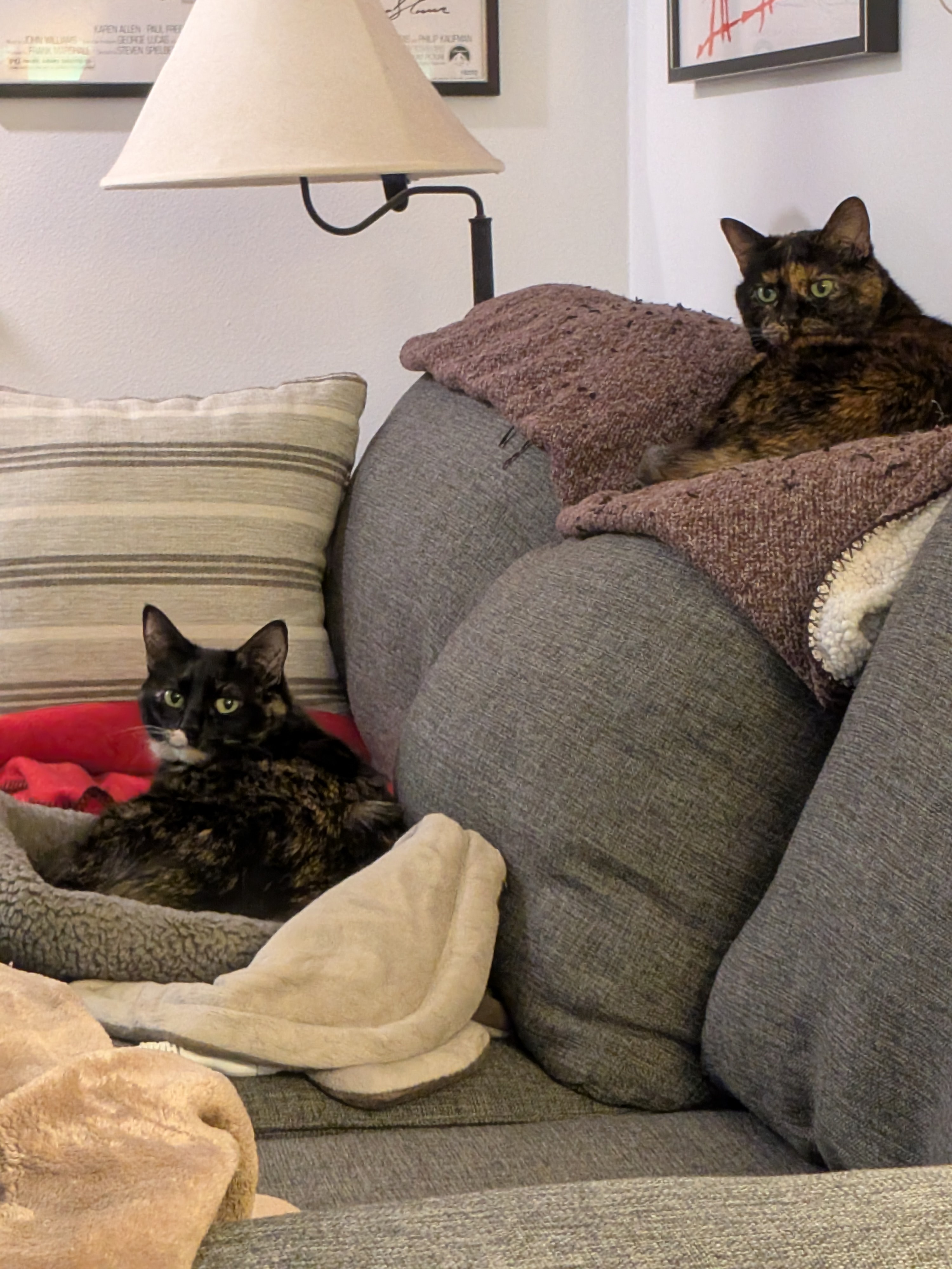 Meet Smudge and Spaz: The Dynamic Duo