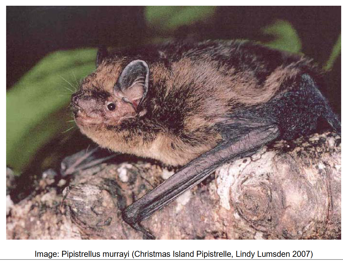 The Christmas Island Pipistrelle Bat: A Tragic Extinction in 2010