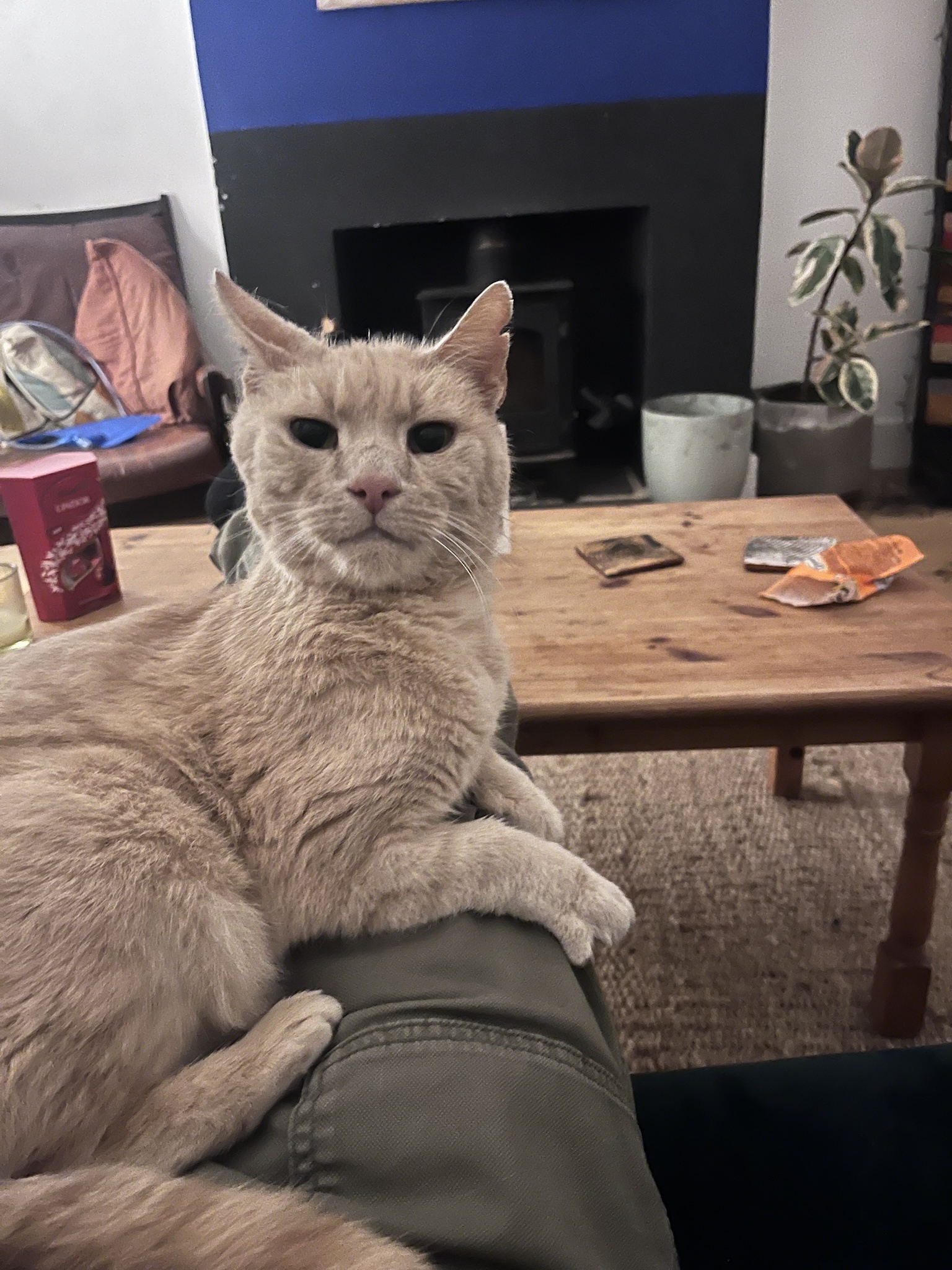 Is This the Secret Cat Distribution Network?