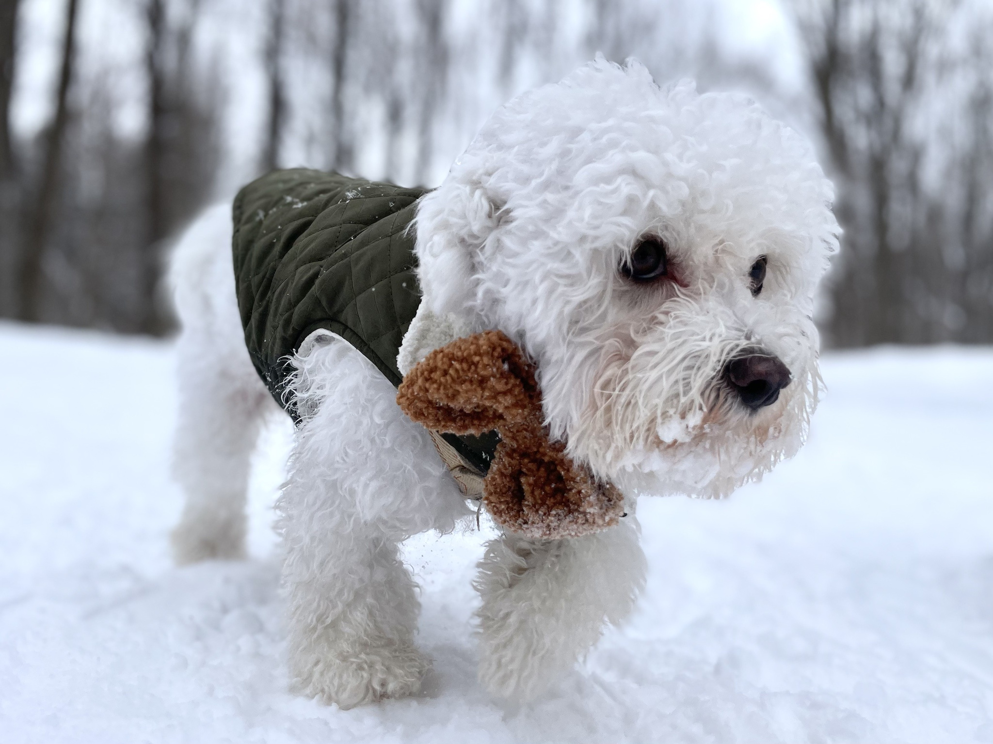 Meet Phyllo, the Adorable Snow Pup!