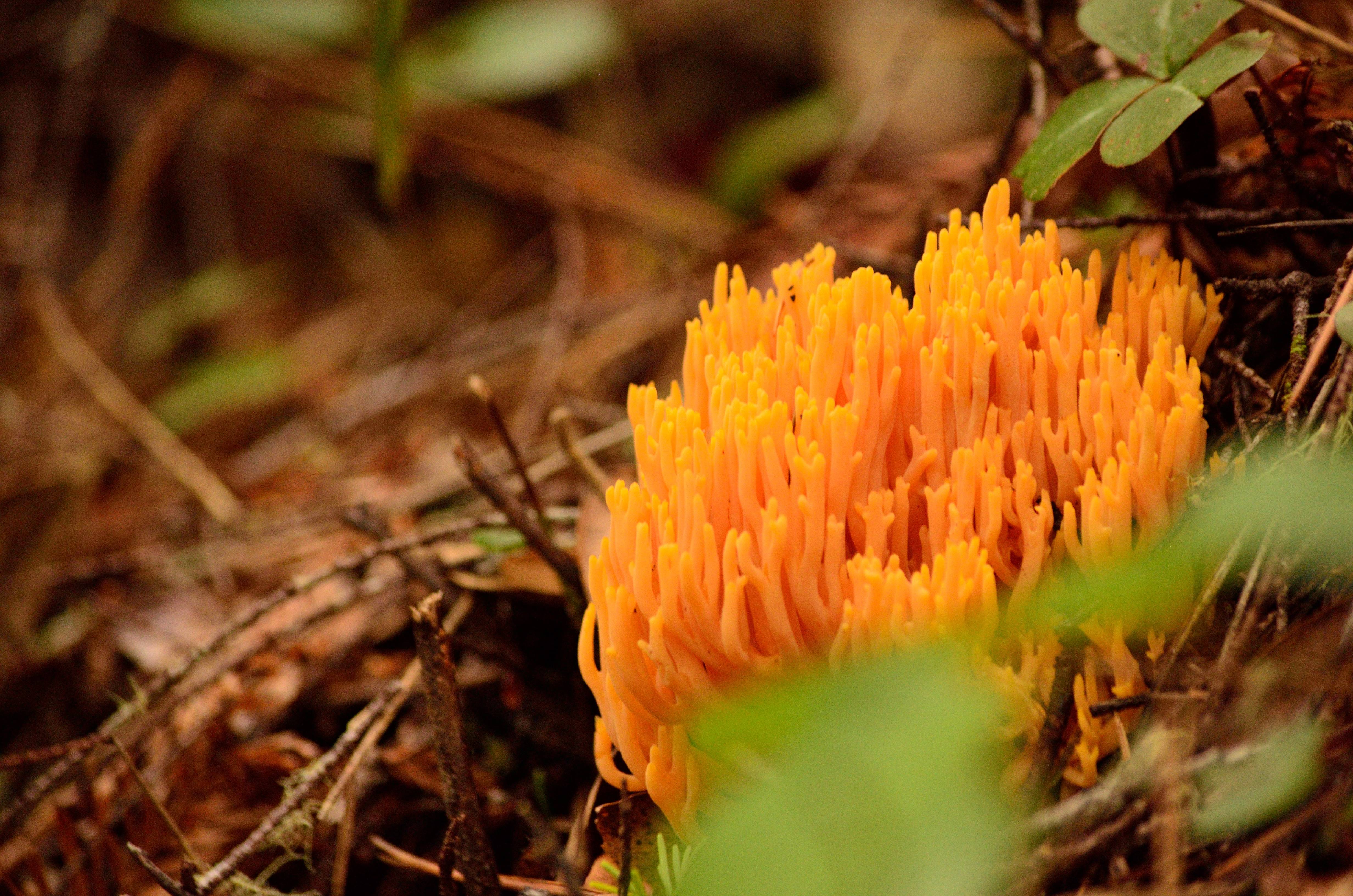 Mark Your Calendars: Mendocino Awaits in December 2024
