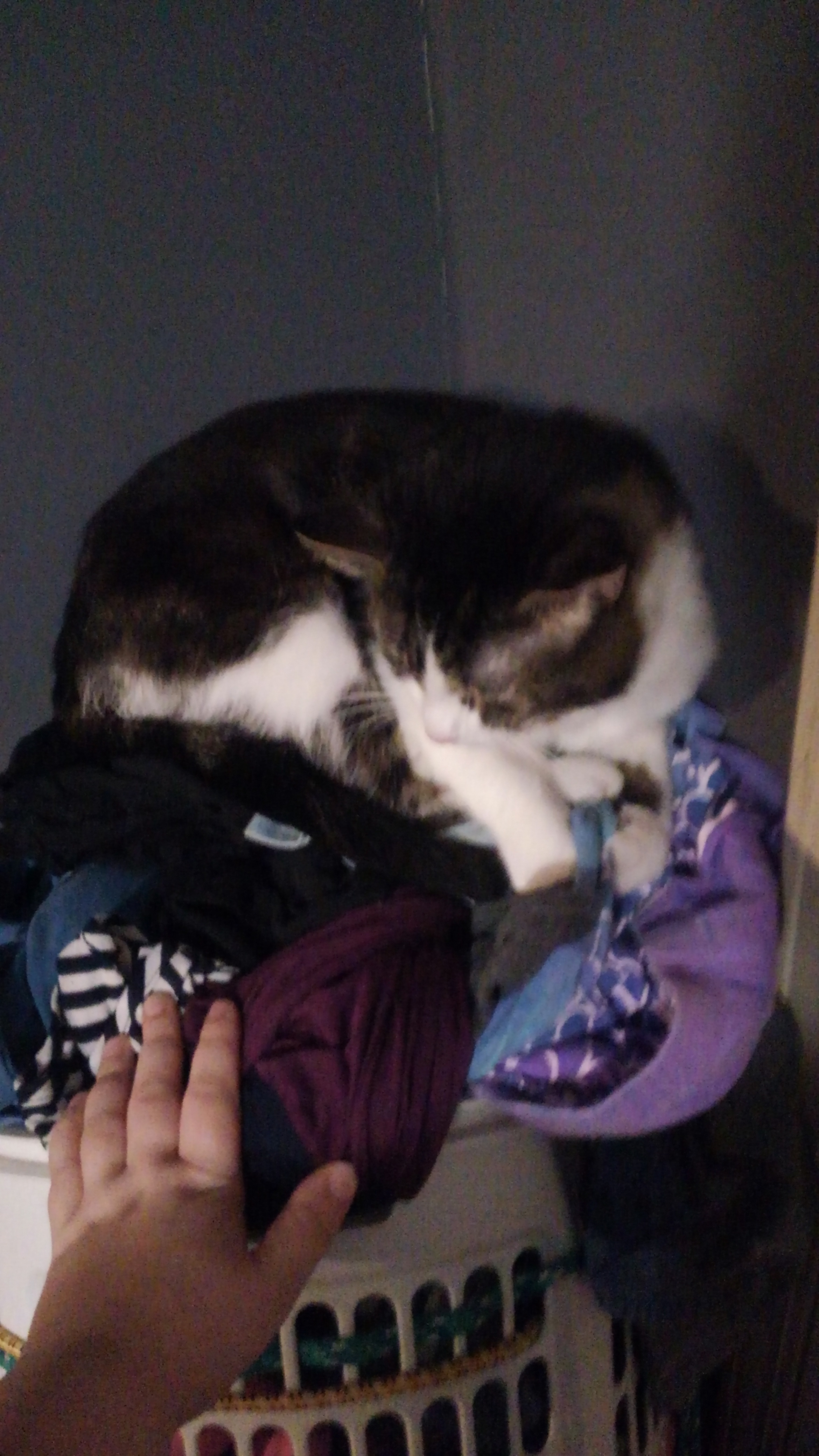 Meet Mister Cookie: The Sweetest Character