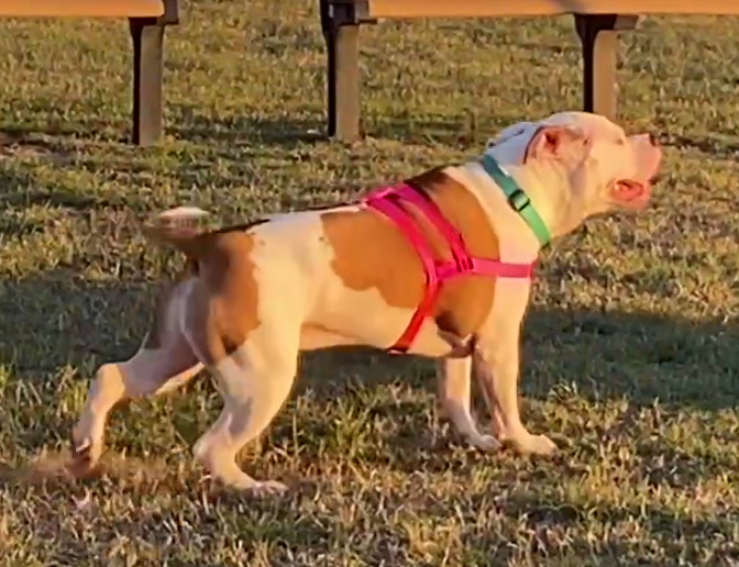 Bruno's Day Out at the Dog Park