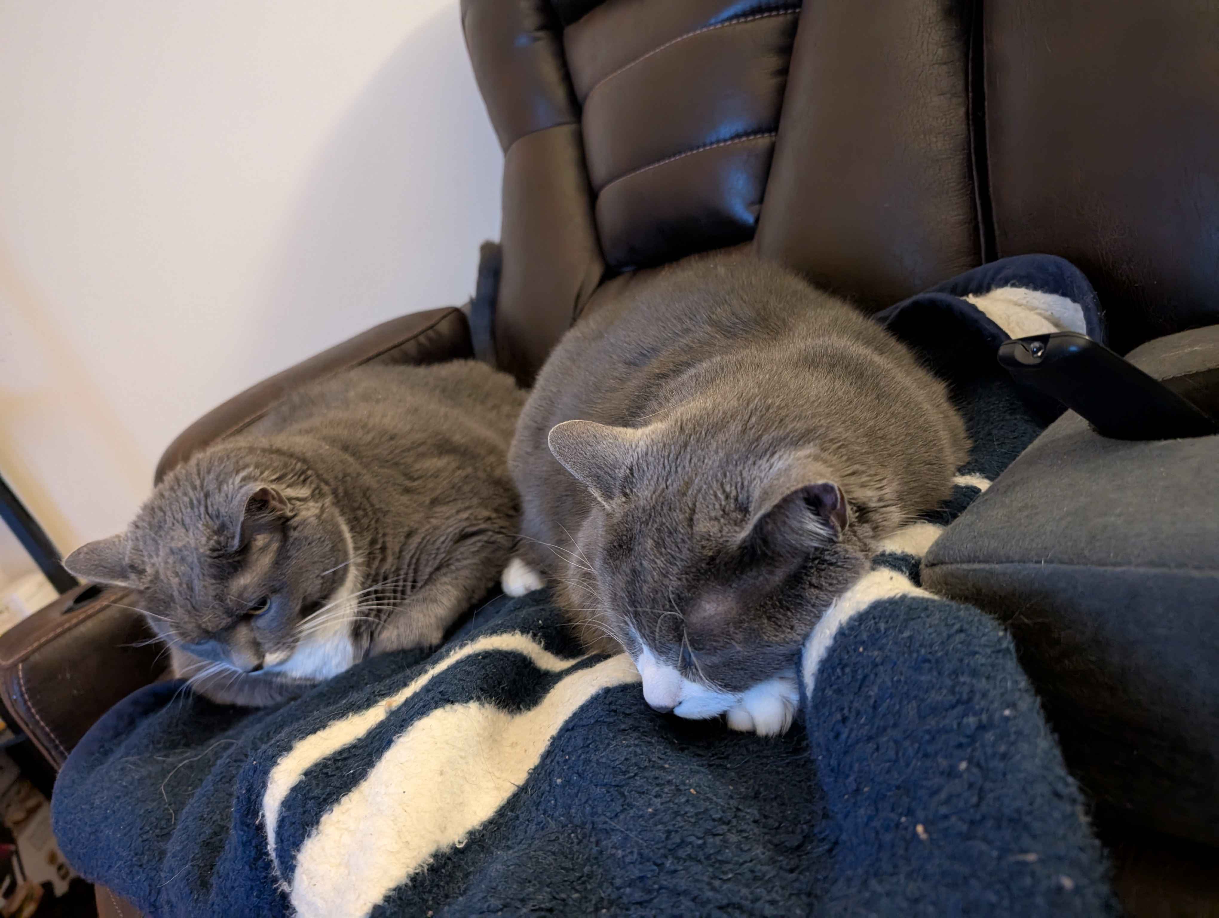 One cat is furious about sharing the couch...