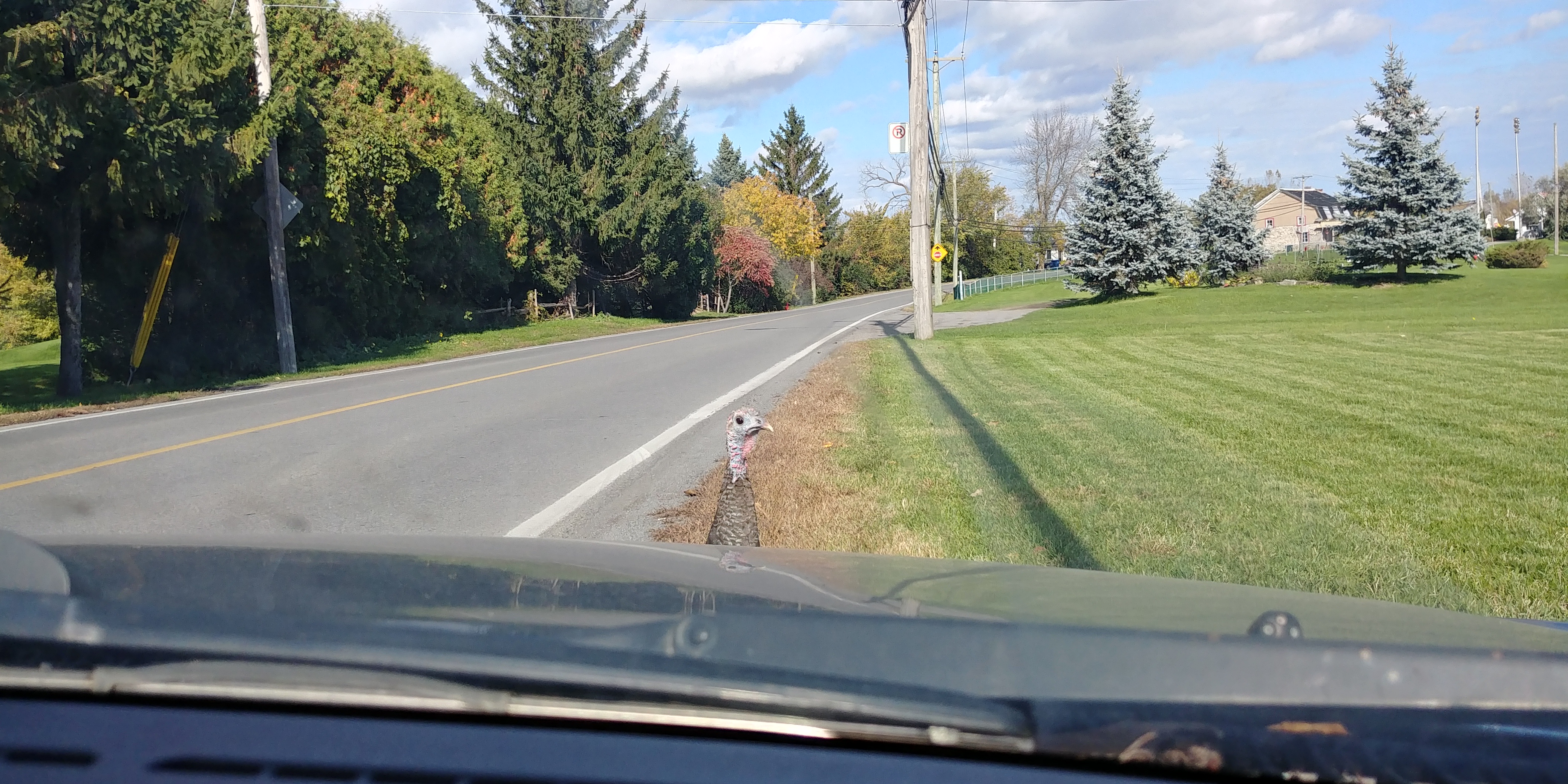 That unforgettable moment when a turkey dared my first car to a showdown