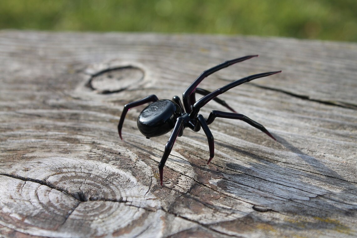 Would You Scream and Run or Investigate? Imagine Spotting a Glass Spider!