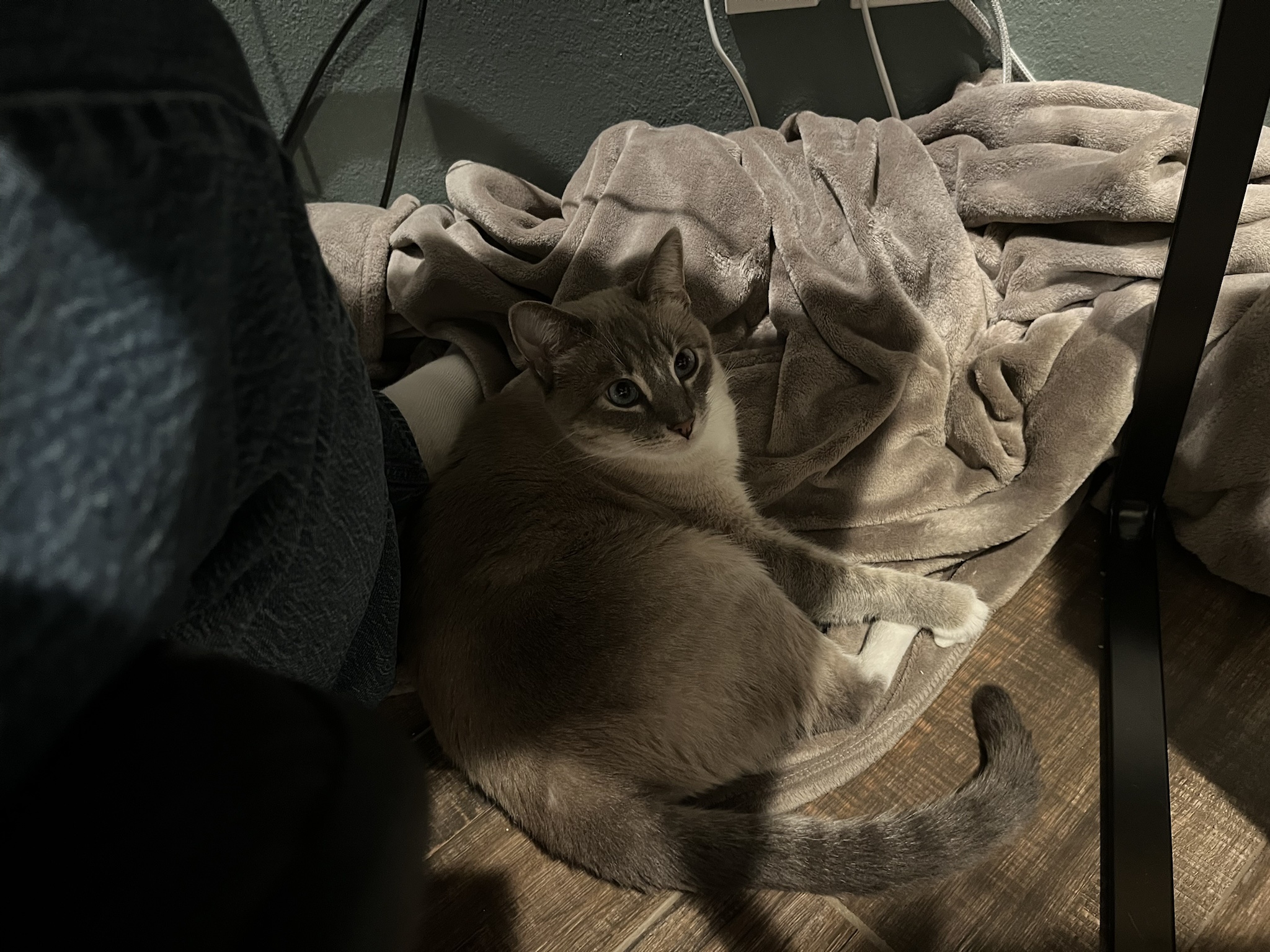 Daily Dose of Ivy: Cat Chronicles Day 308