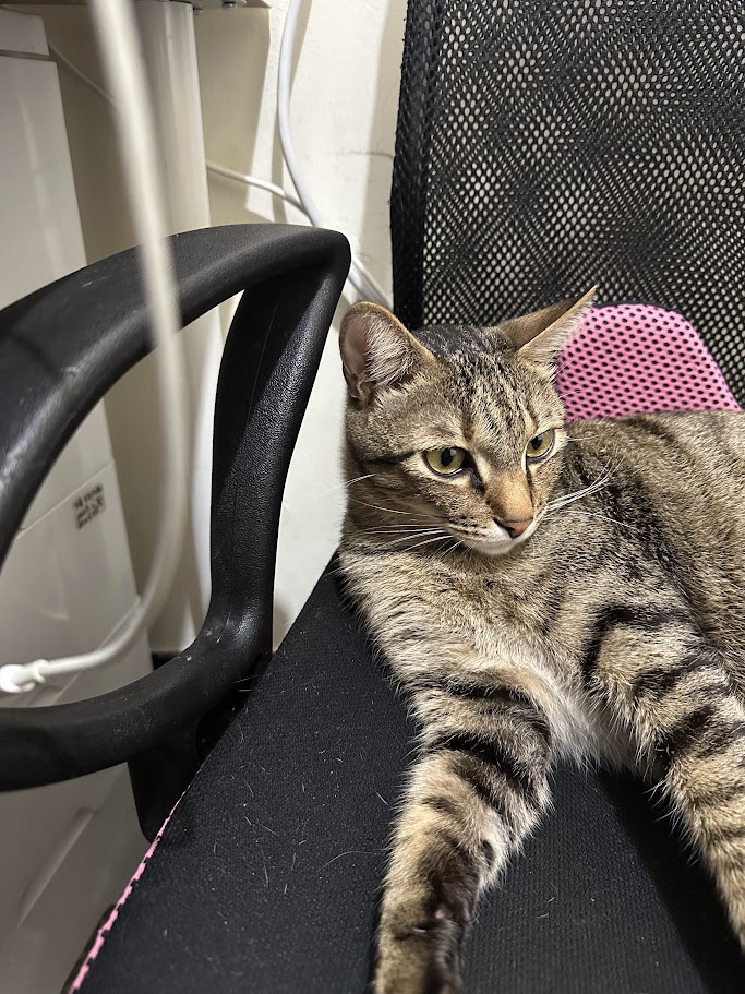 A cat lounging gracefully on a chair.