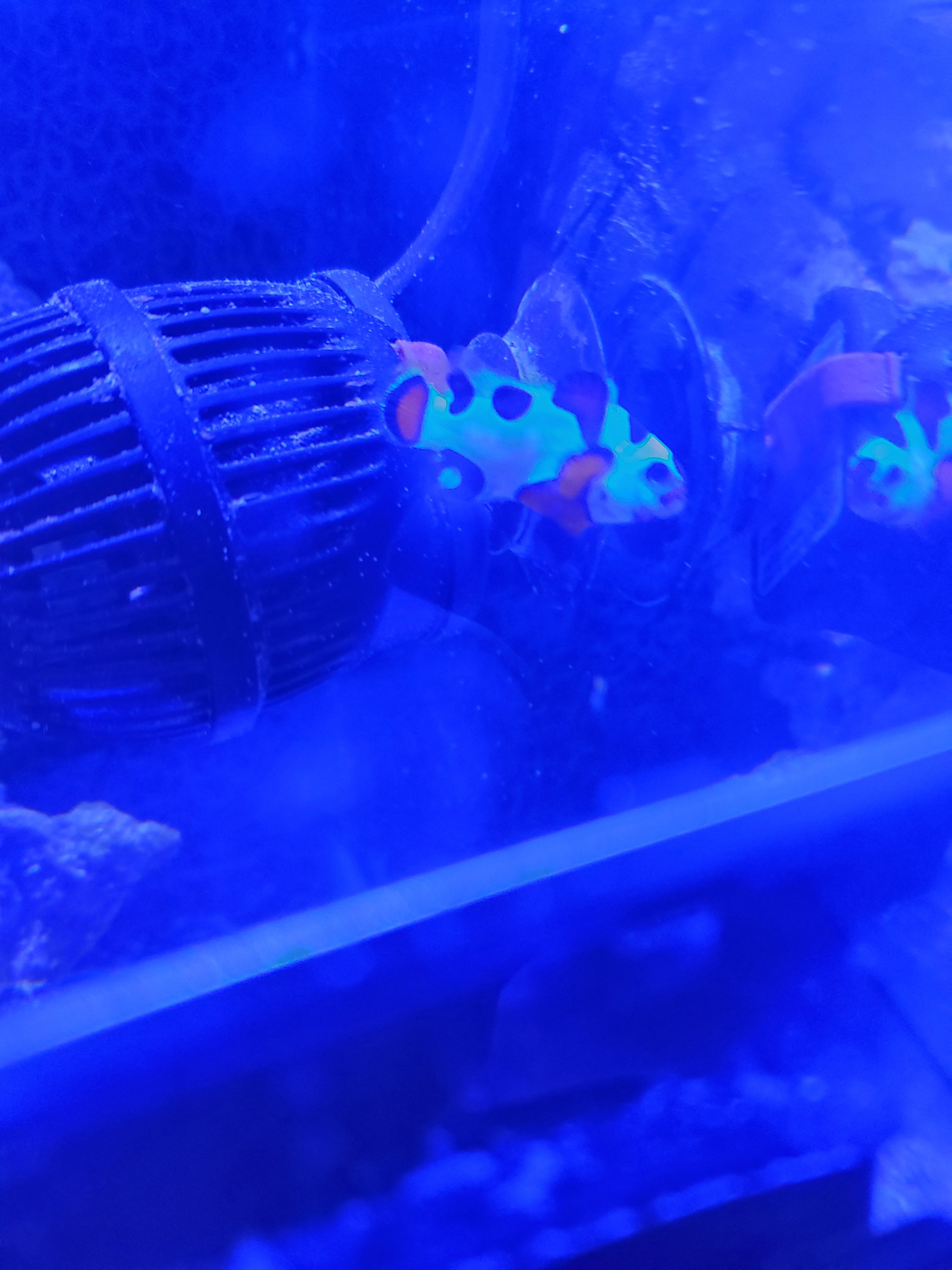 Meet the Mocha Storm Clownfish: A Colorful Wonder!