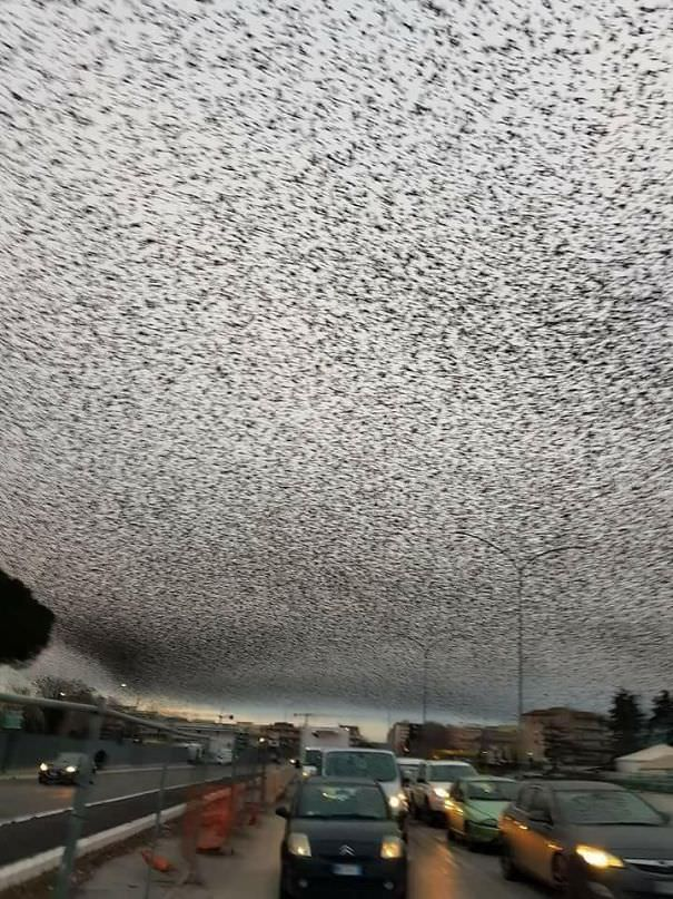 At Least a Dozen Birds: Nature's Gathering