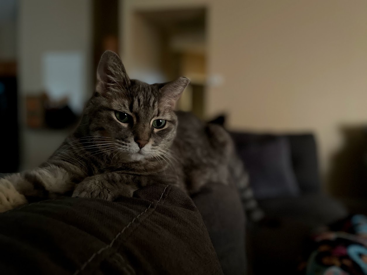Caturday Celebrations with Mami
