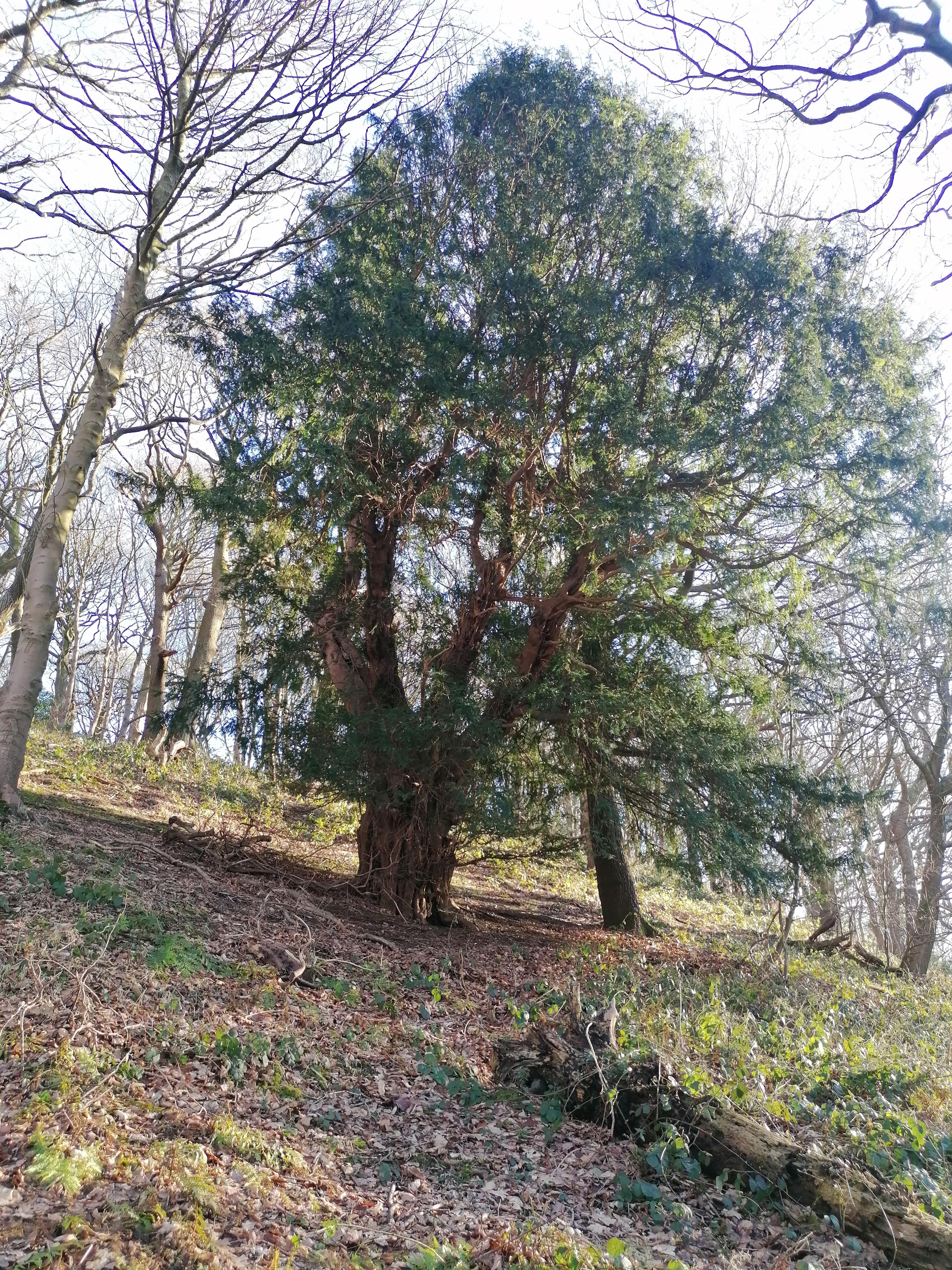 The Majestic Birkby Yew: Nature's Wonder!