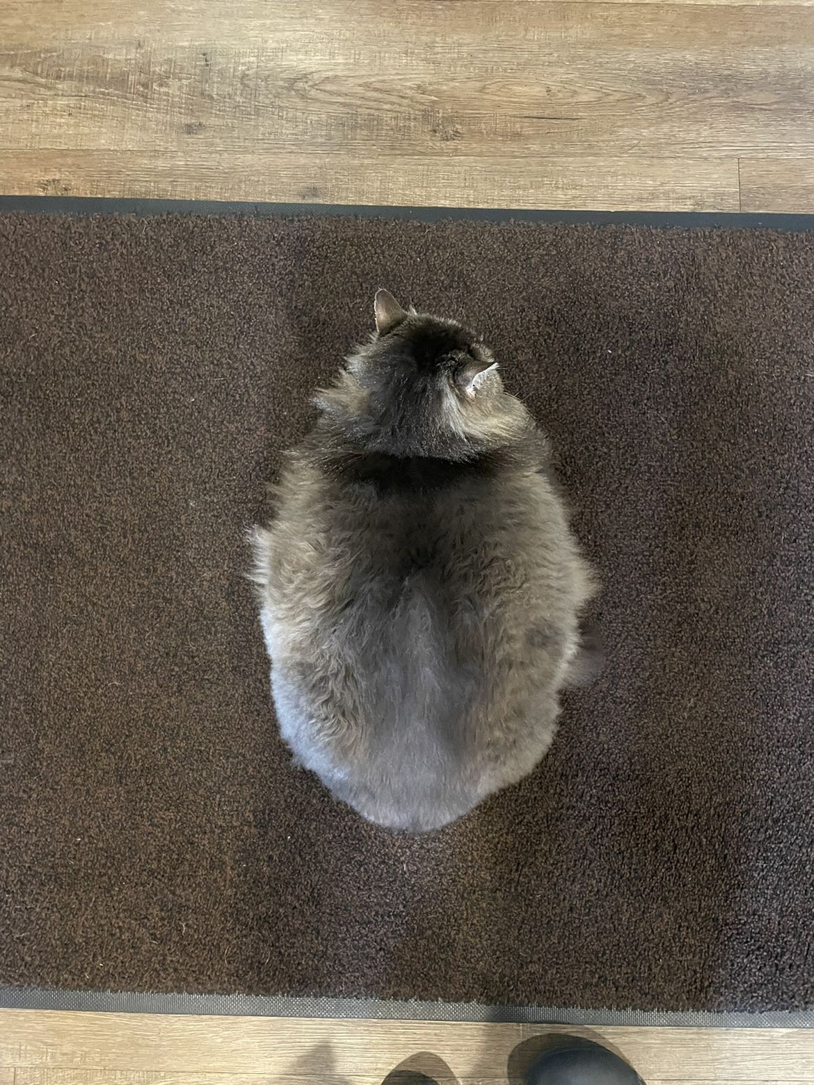 Meet the charming Miss Koko!