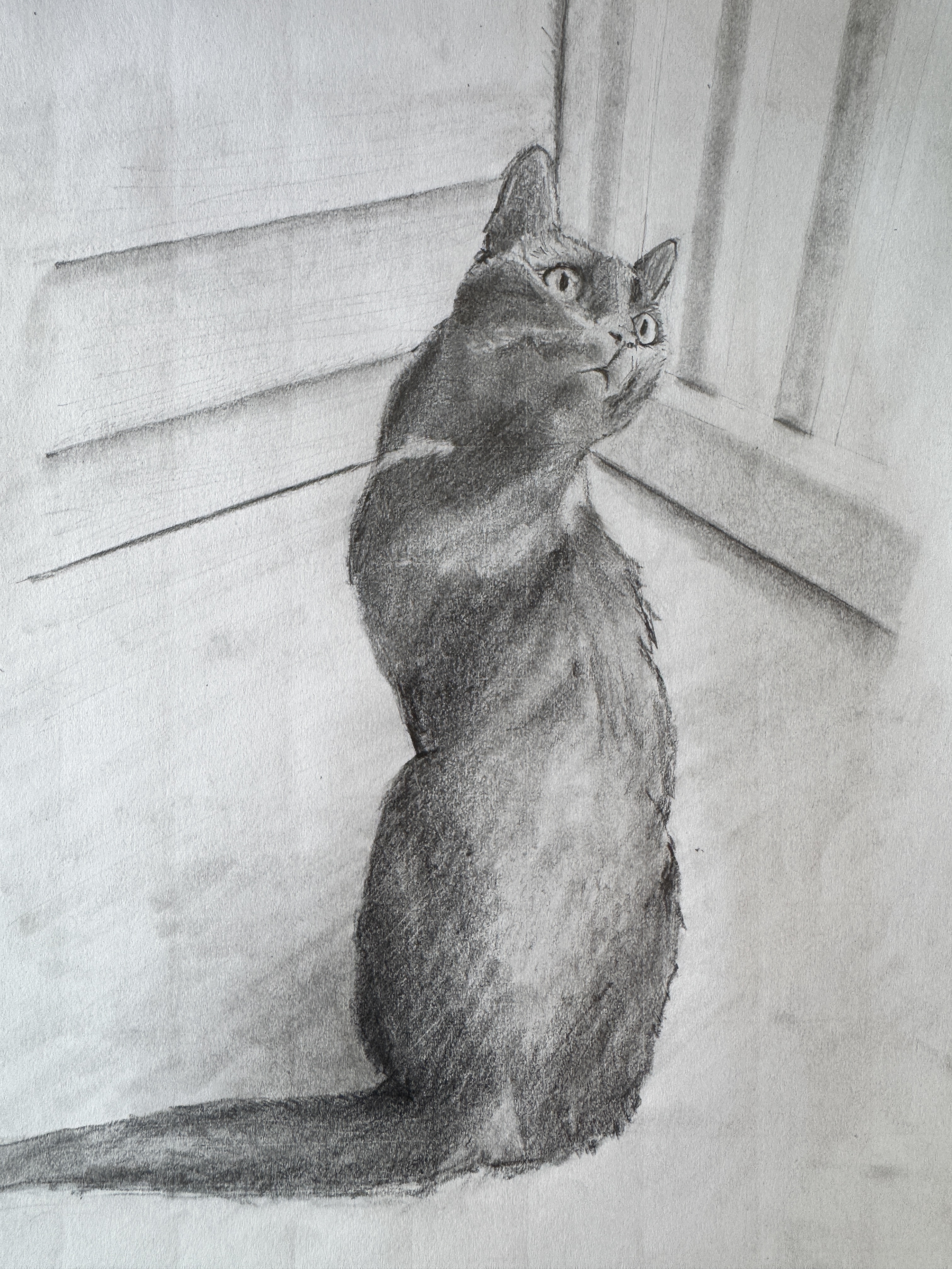 An inquisitive cat caught in the act