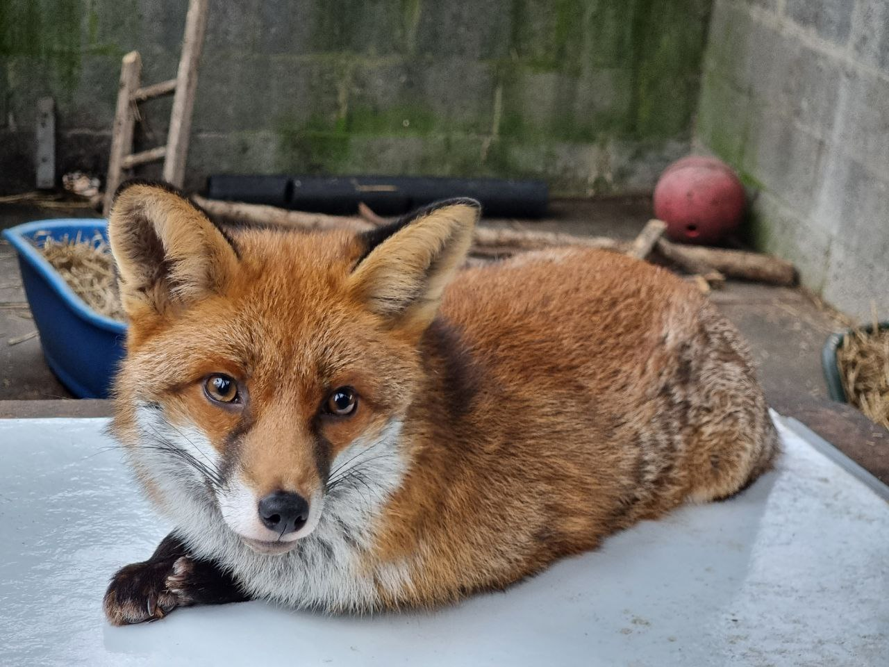Urgent Appeal: Wildlife Hospital Needs Your Help!